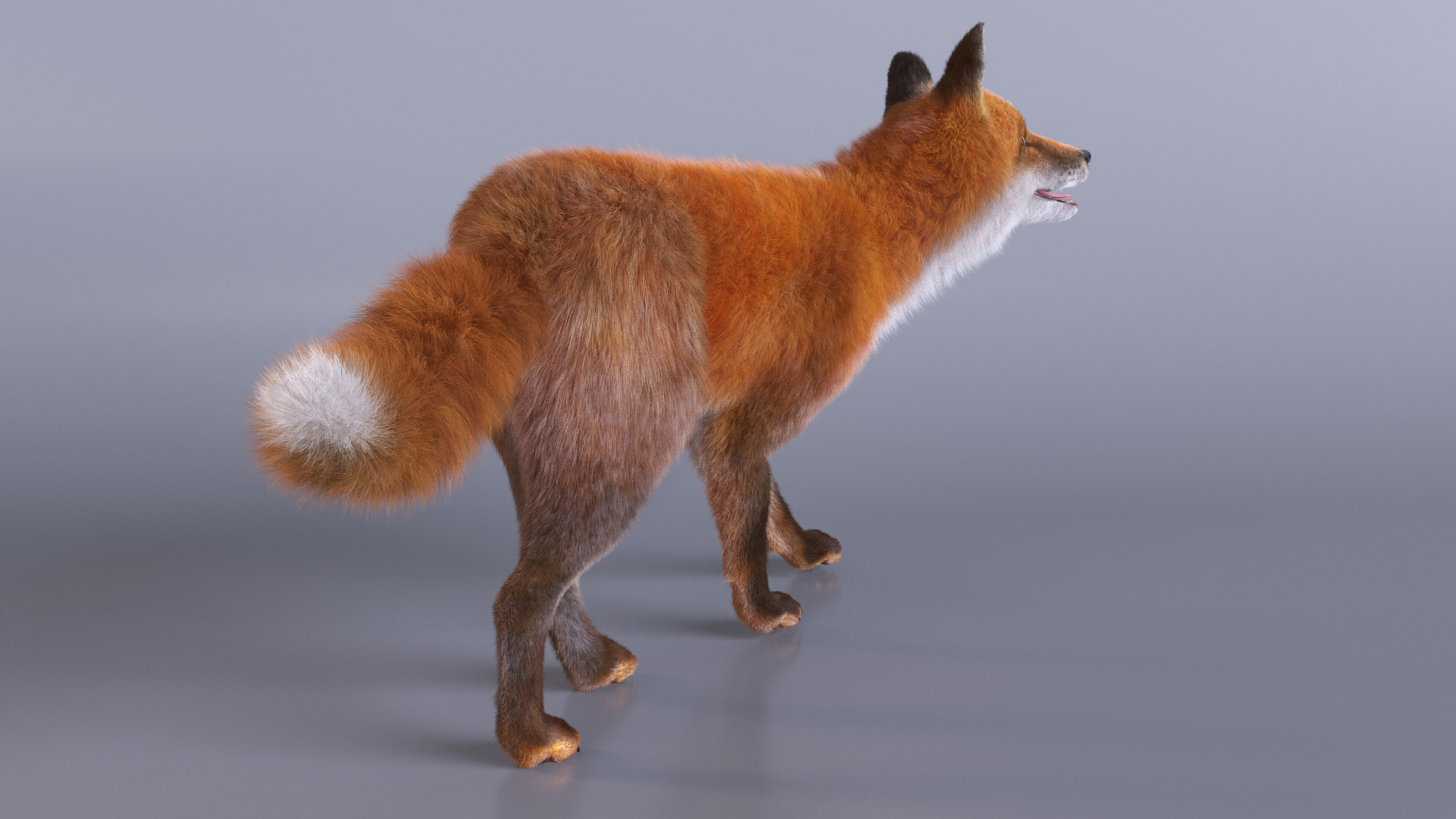 Fox Fur Rigged 3D model