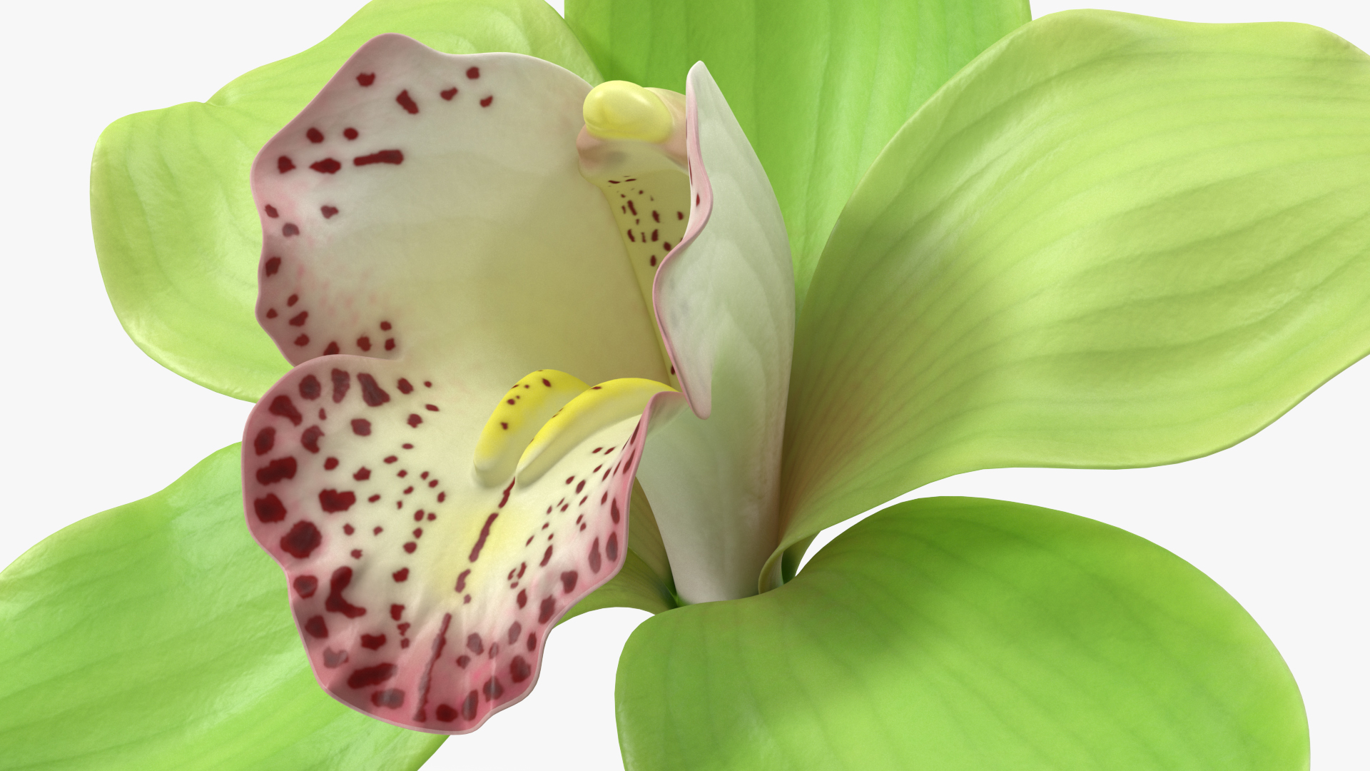 Hybrid Orchid Green 3D model