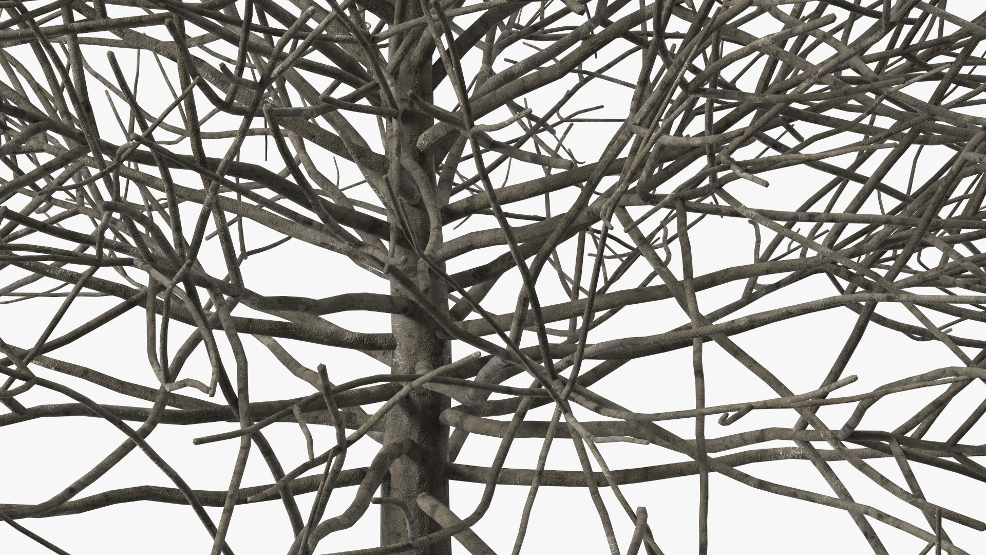 3D model Bark Shrub