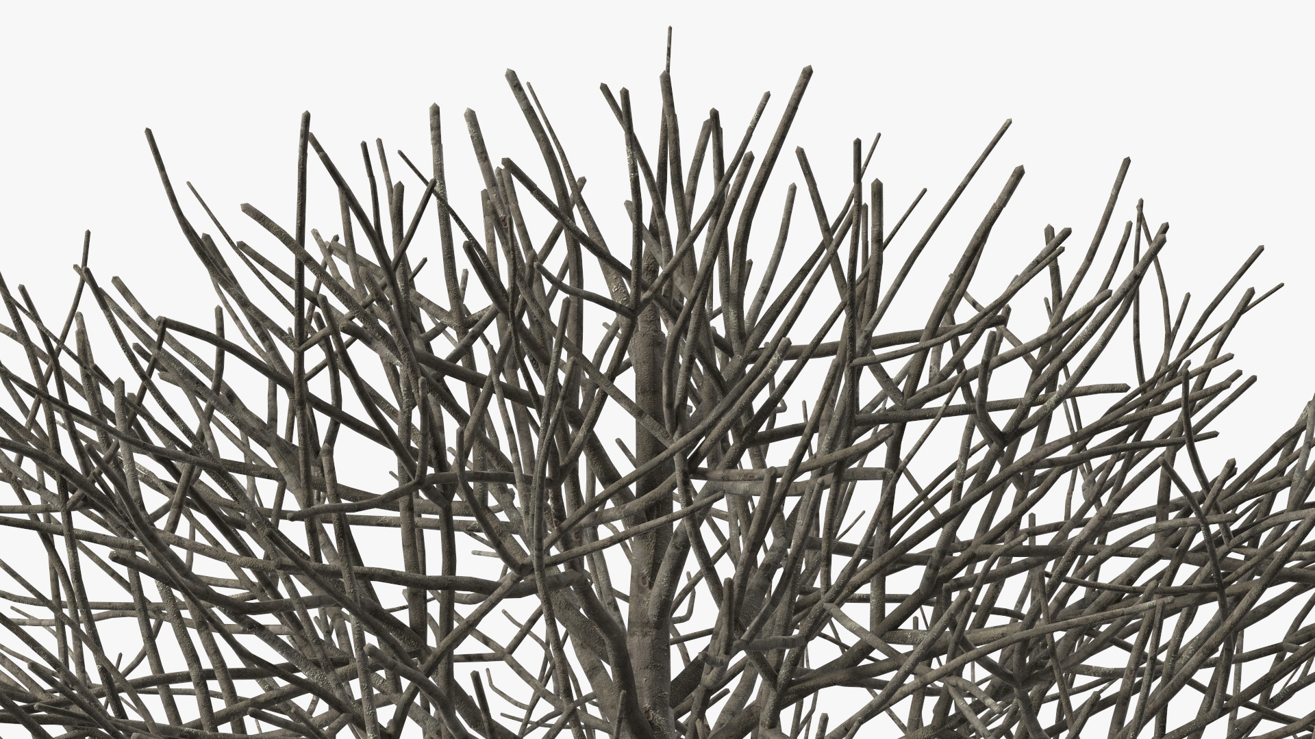 3D model Bark Shrub