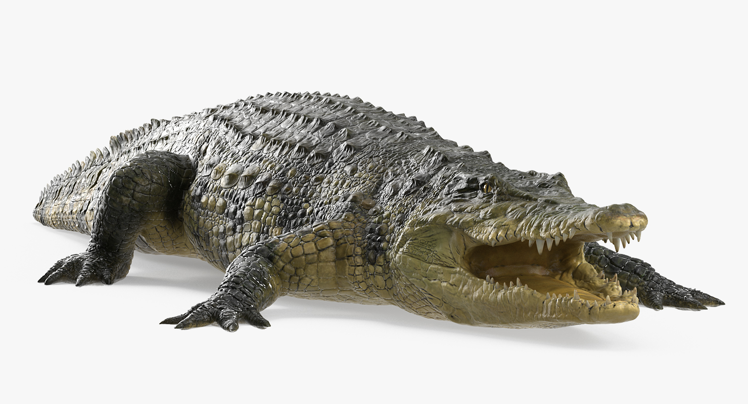 3D Crocodile Rigged