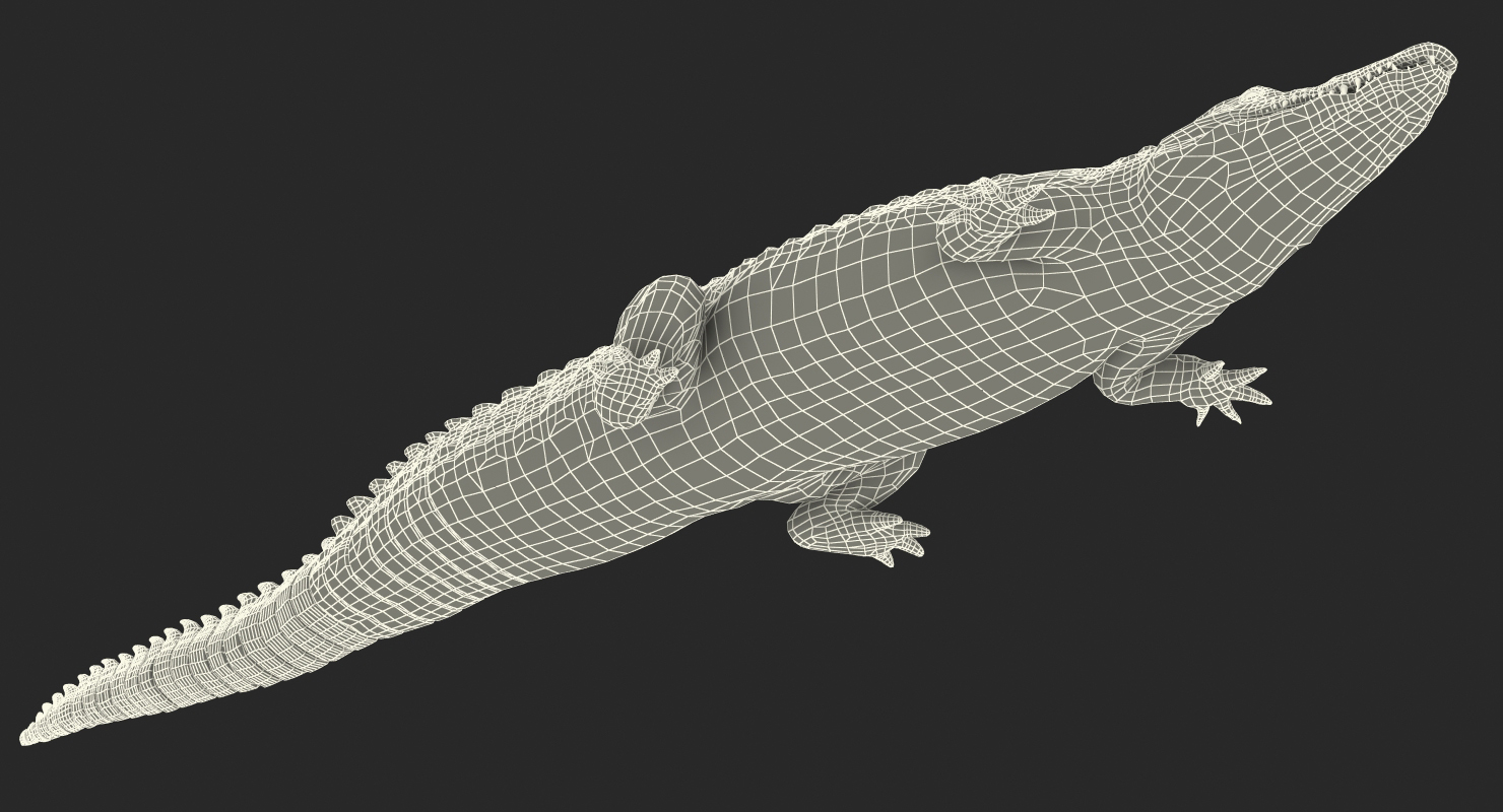 3D Crocodile Rigged