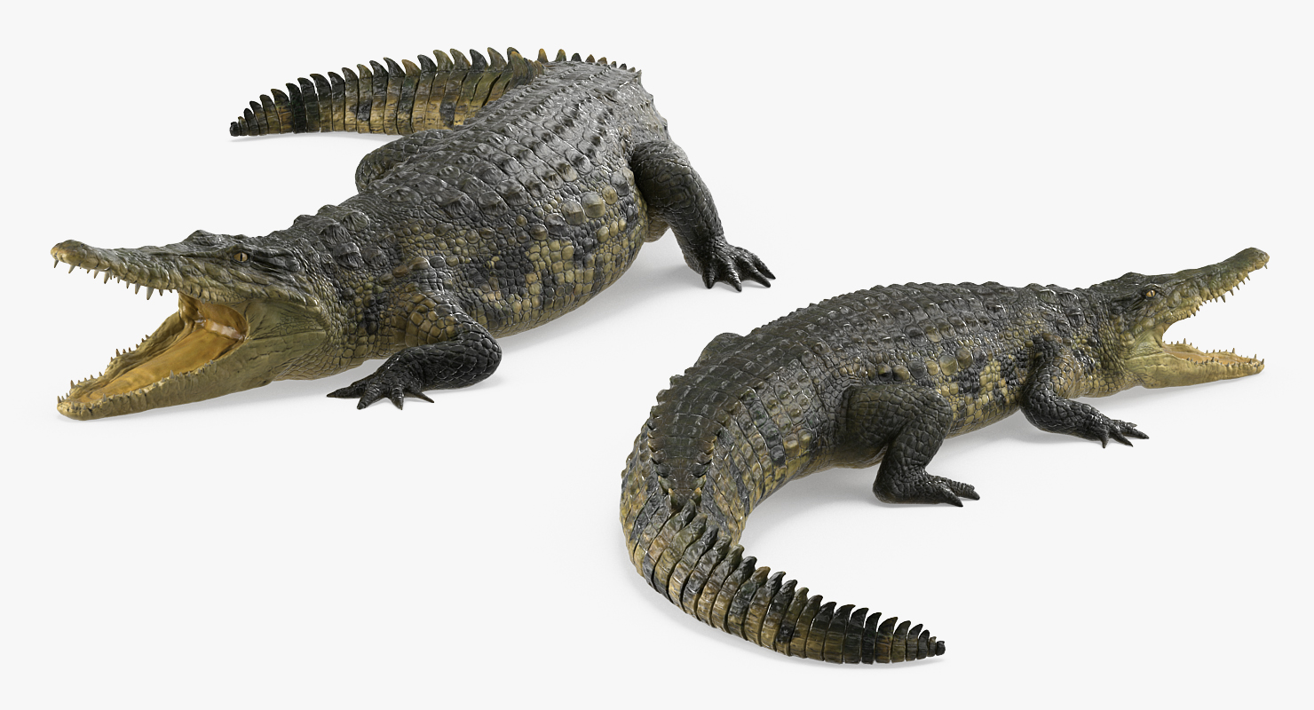 3D Crocodile Rigged