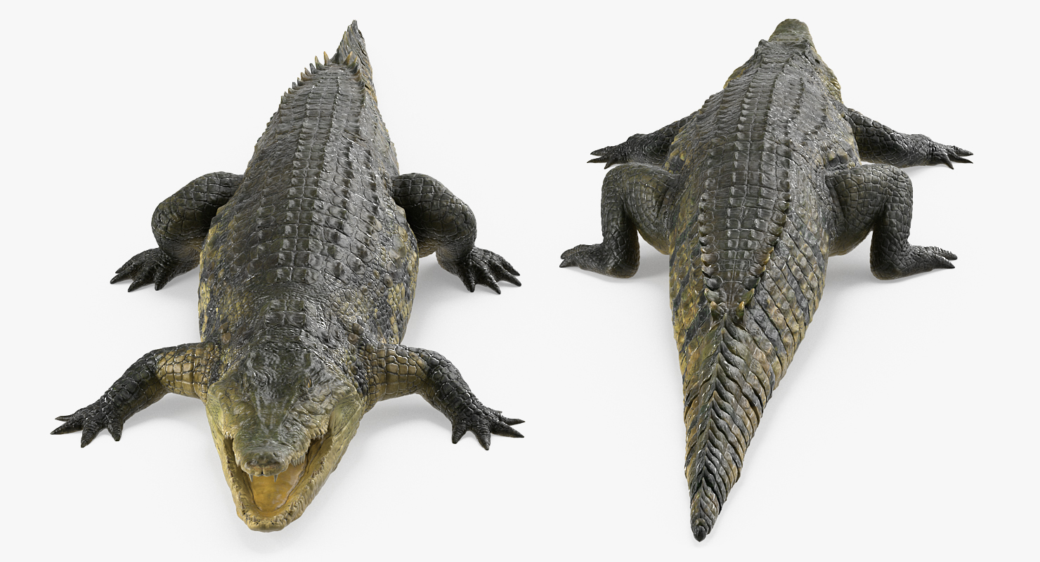 3D Crocodile Rigged