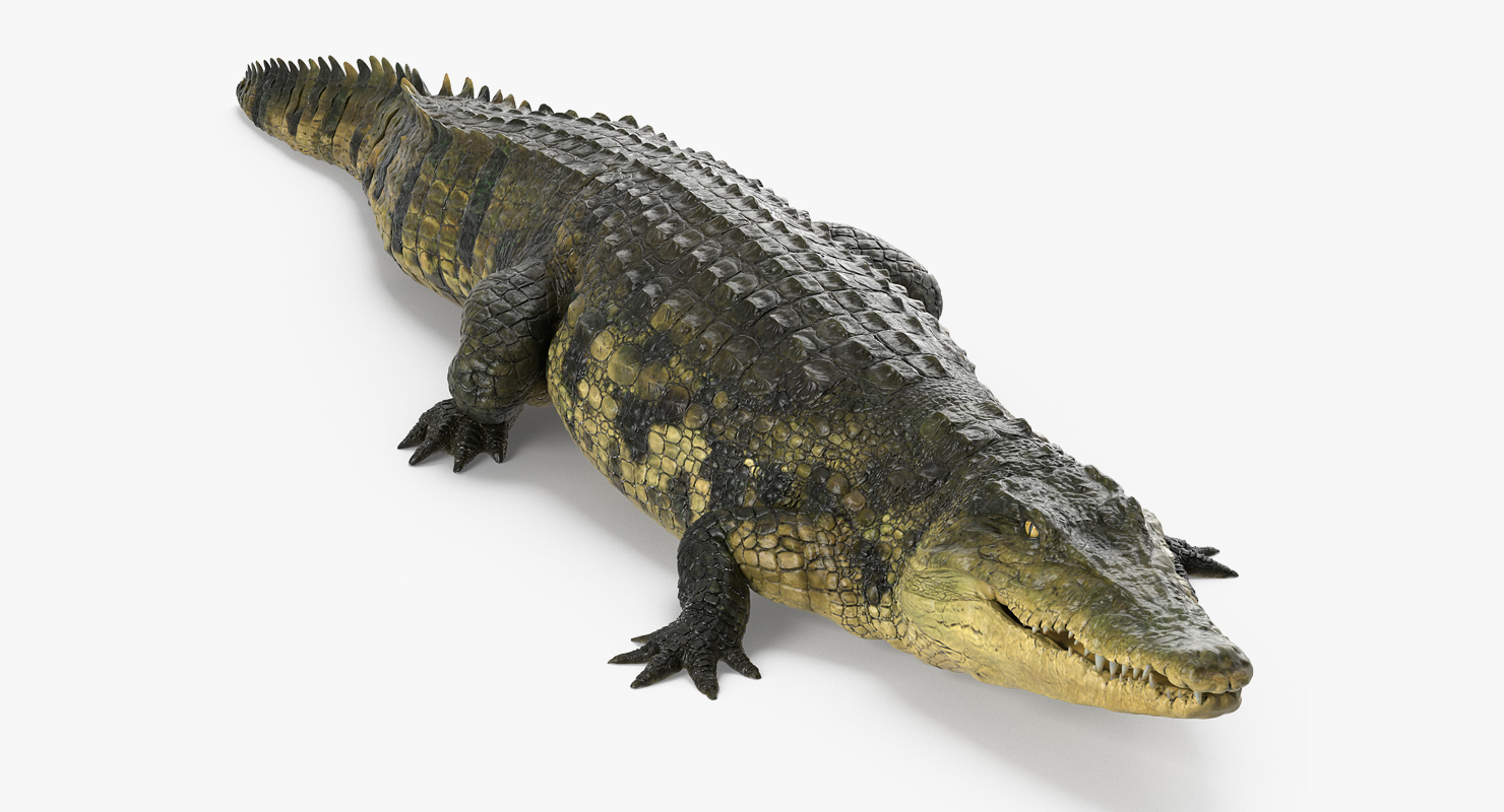 3D Crocodile Rigged