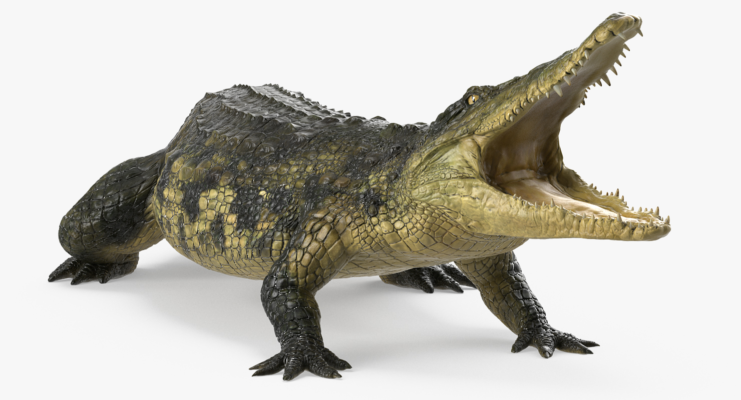 3D Crocodile Rigged