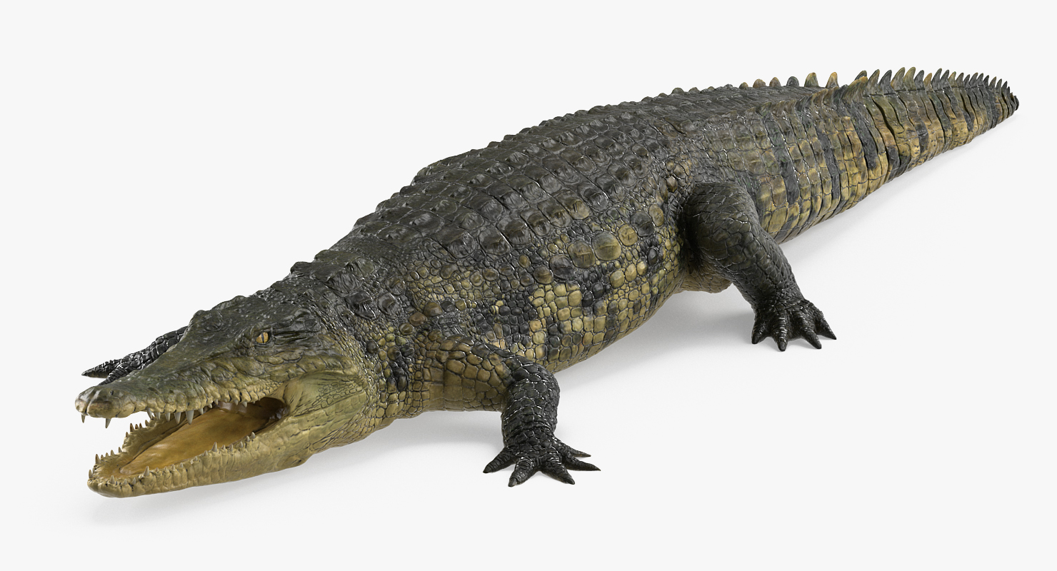 3D Crocodile Rigged