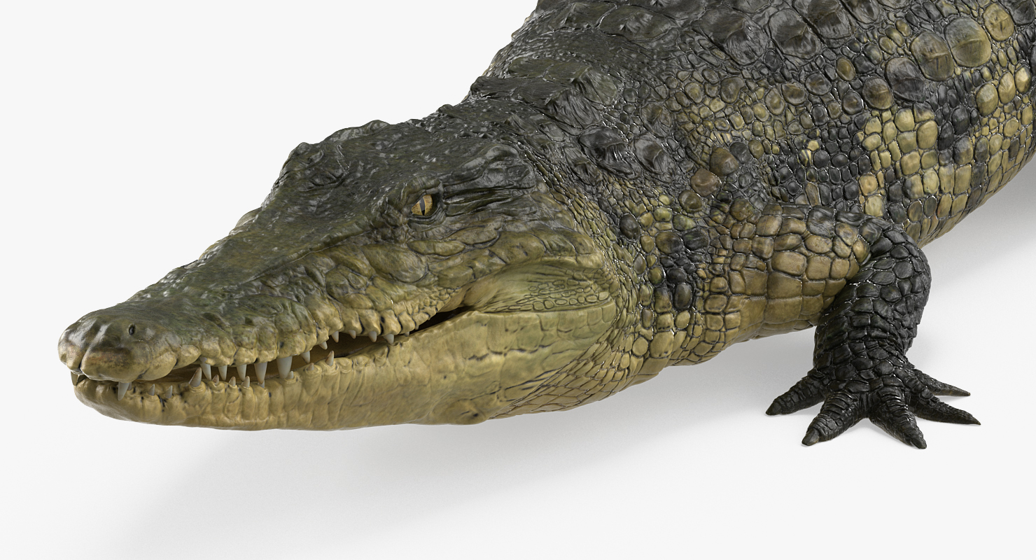 3D Crocodile Rigged