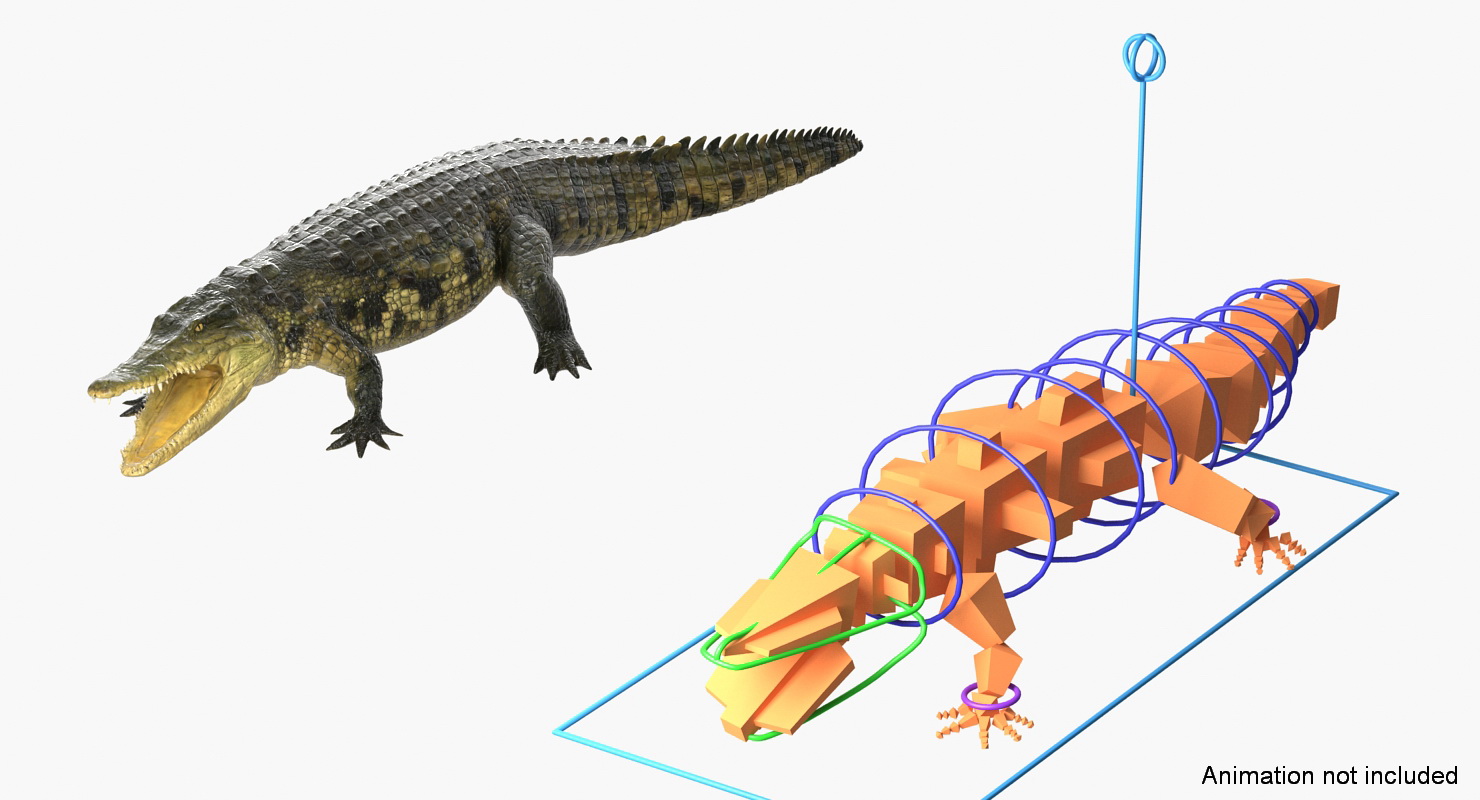 3D Crocodile Rigged