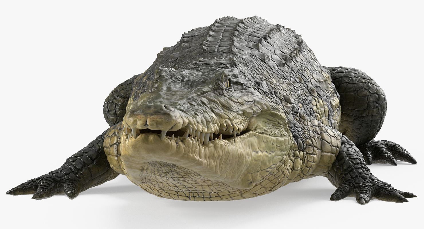 3D Crocodile Rigged