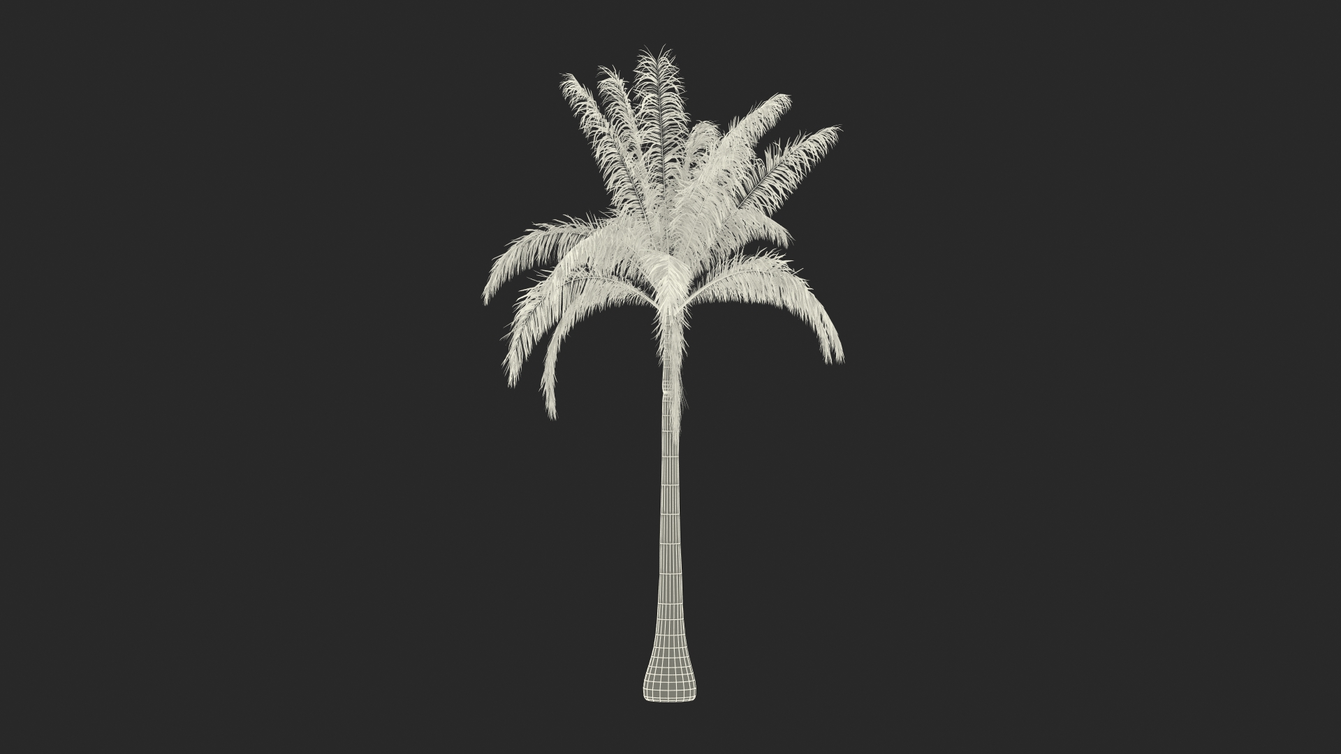 Roystonea Regia Cuban Royal Palm 3D