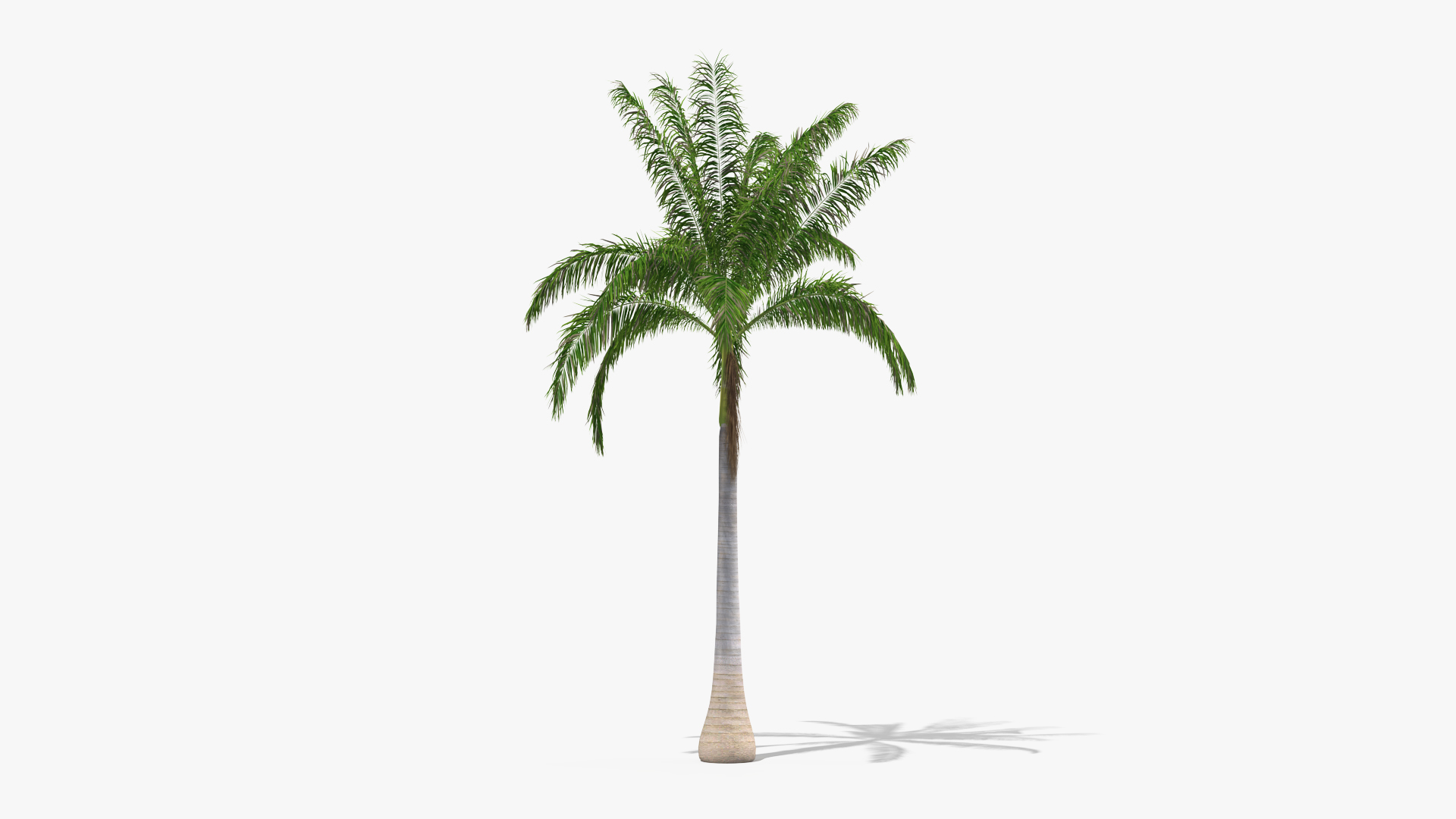 Roystonea Regia Cuban Royal Palm 3D