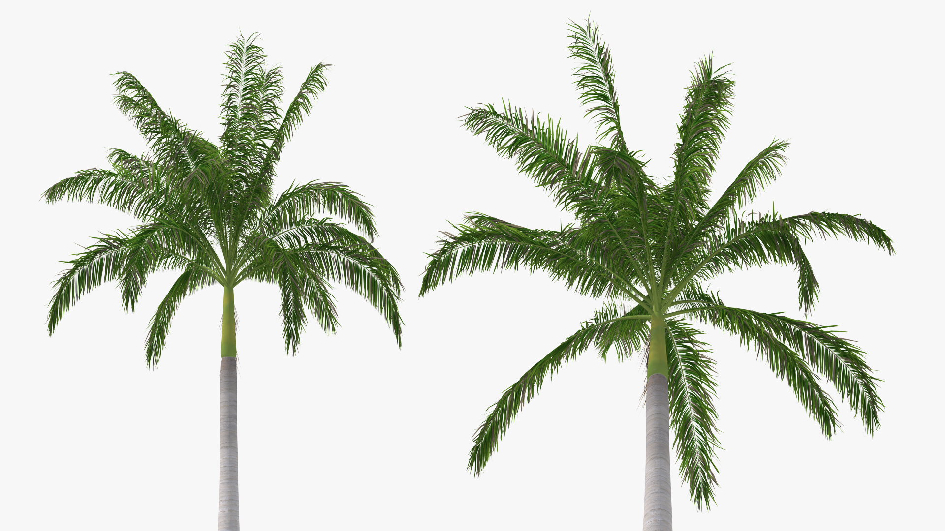 Roystonea Regia Cuban Royal Palm 3D