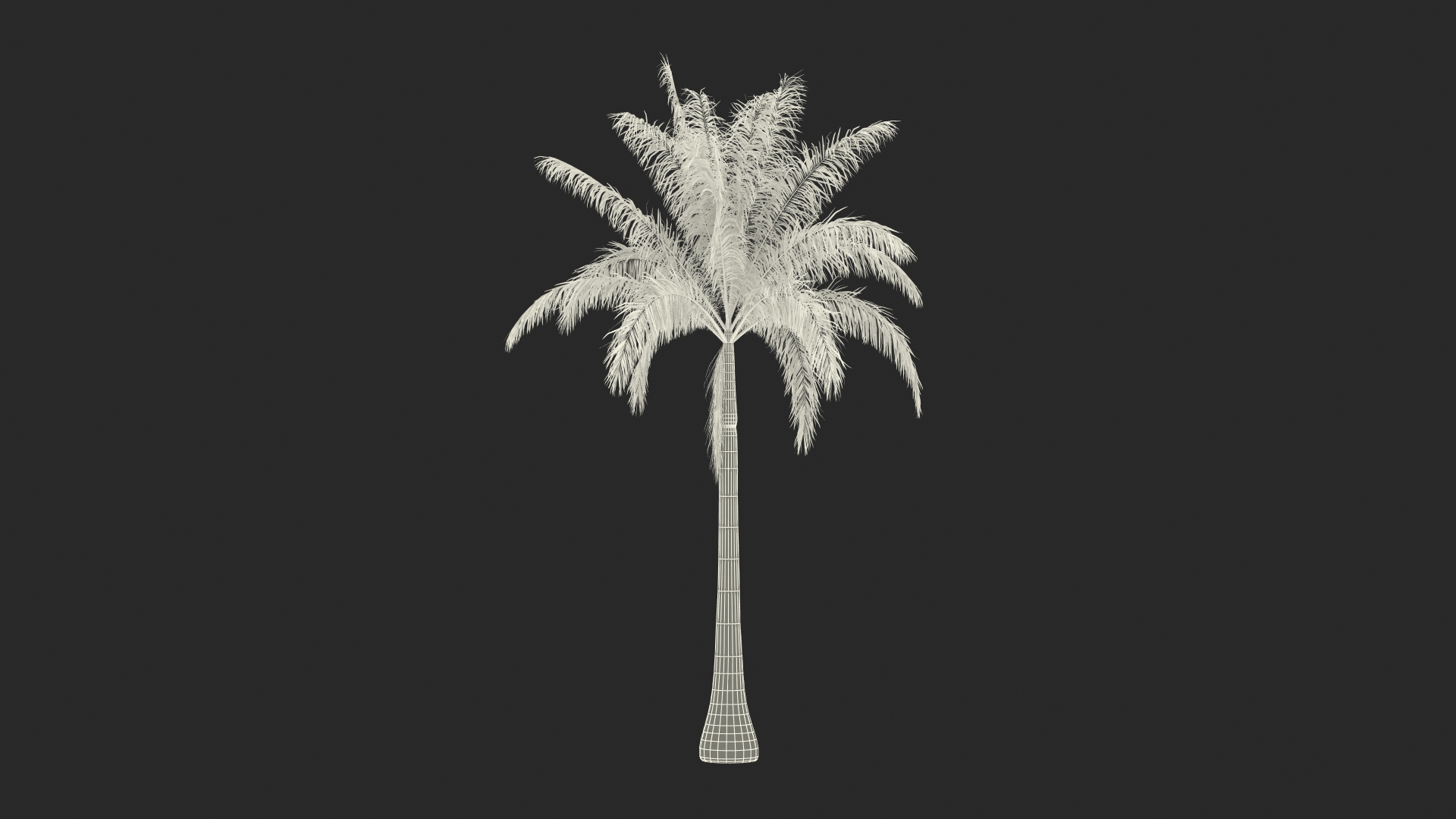 Roystonea Regia Cuban Royal Palm 3D