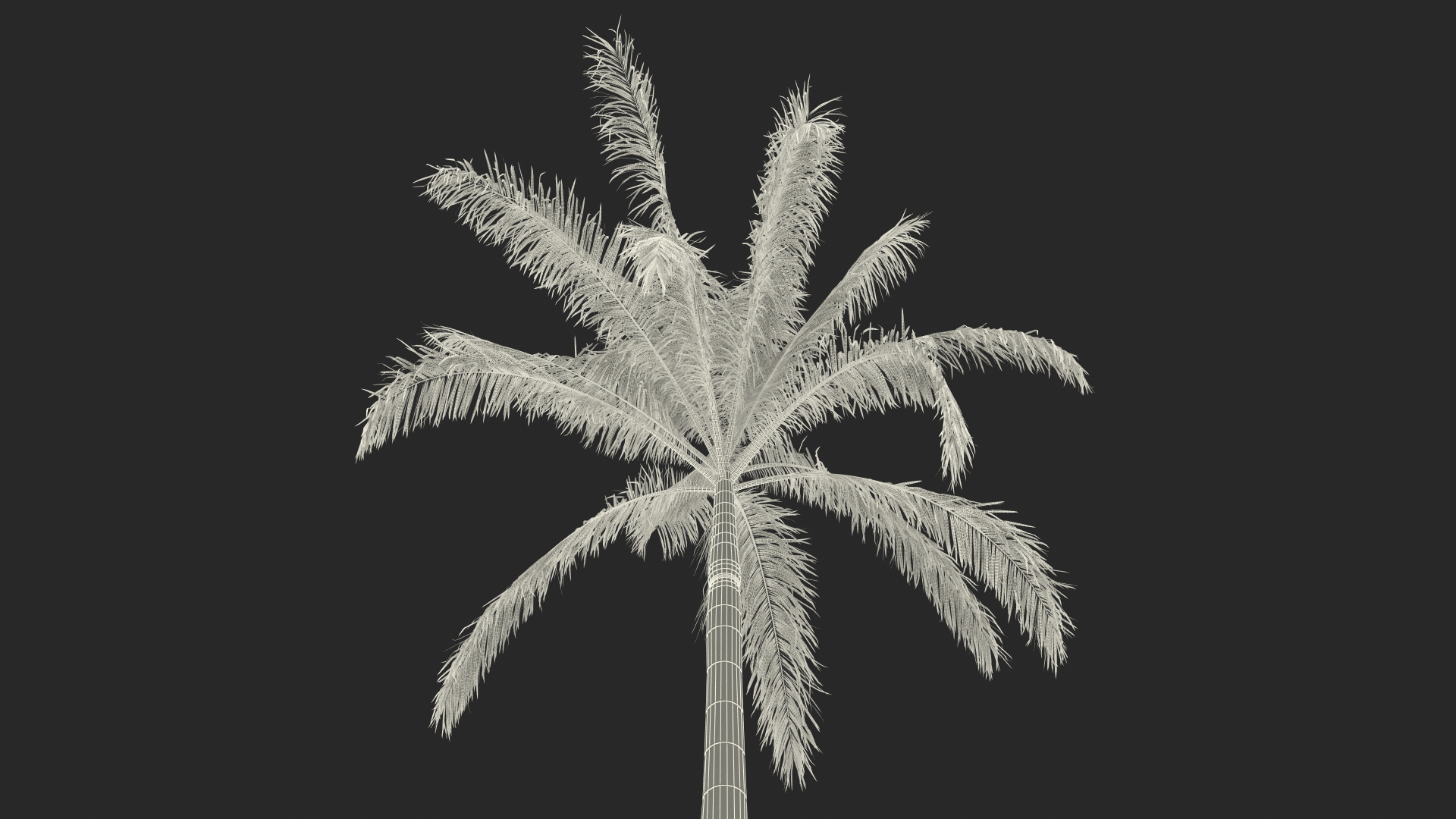 Roystonea Regia Cuban Royal Palm 3D