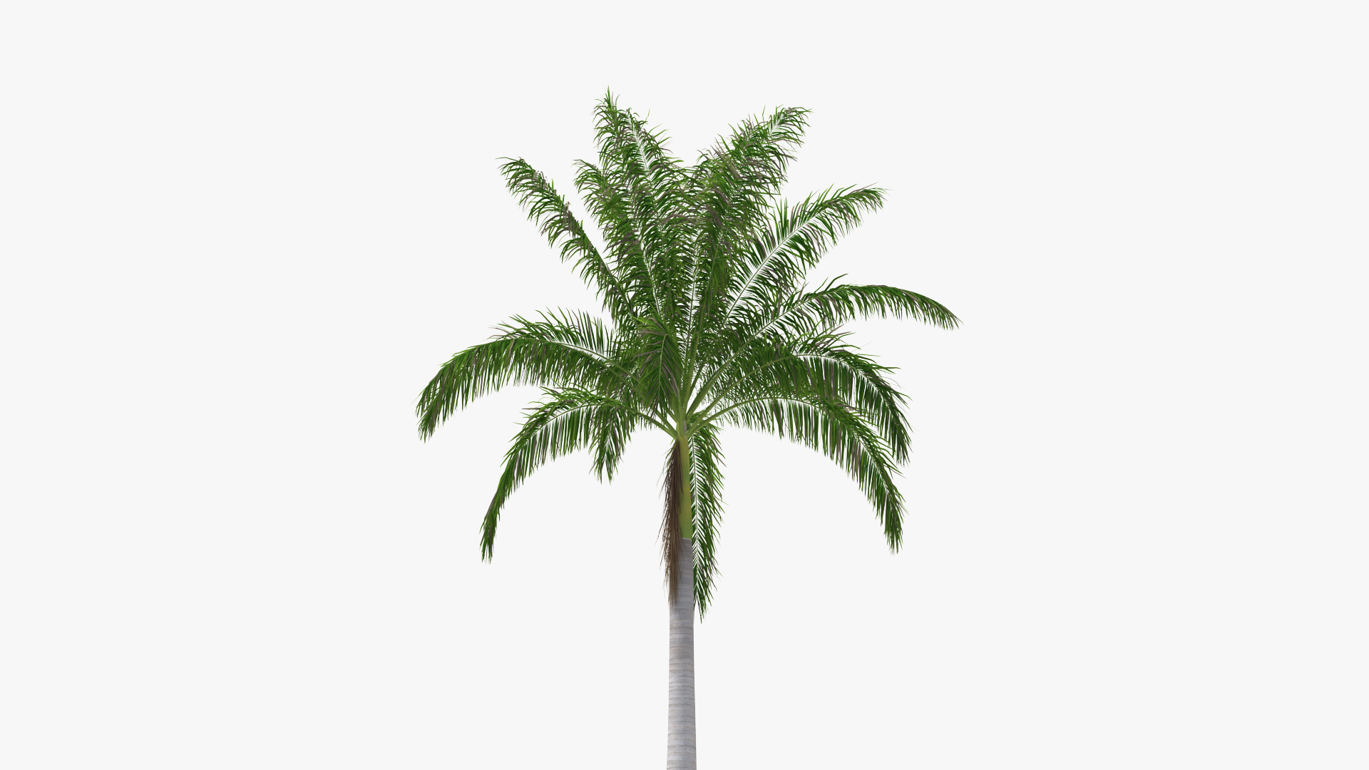 Roystonea Regia Cuban Royal Palm 3D