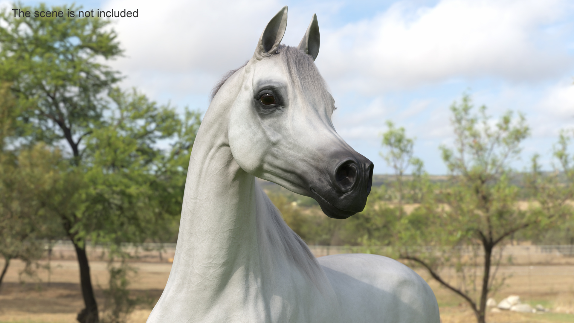 Arabian Horse White Stand Pose Fur 3D model