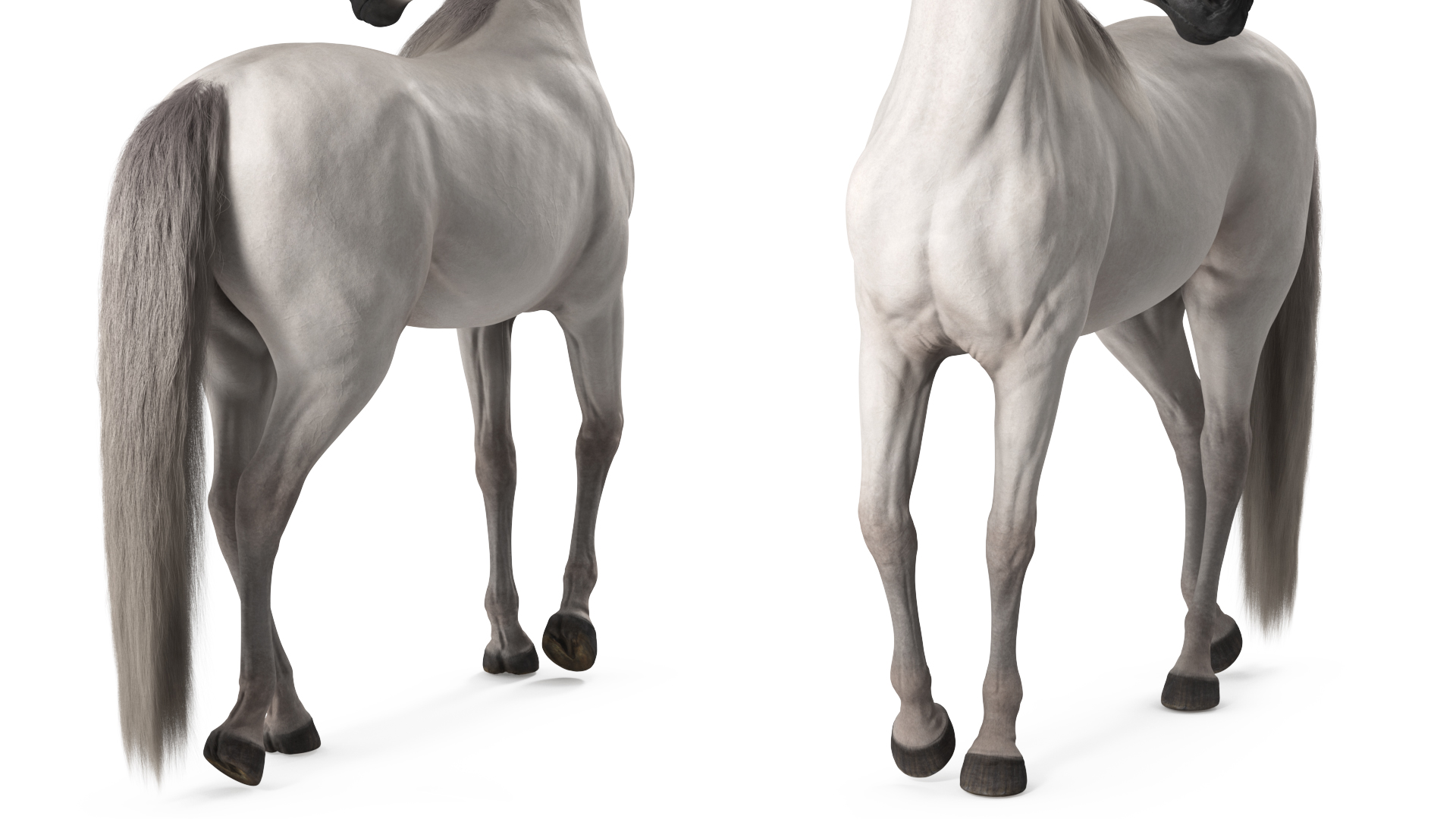 Arabian Horse White Stand Pose Fur 3D model