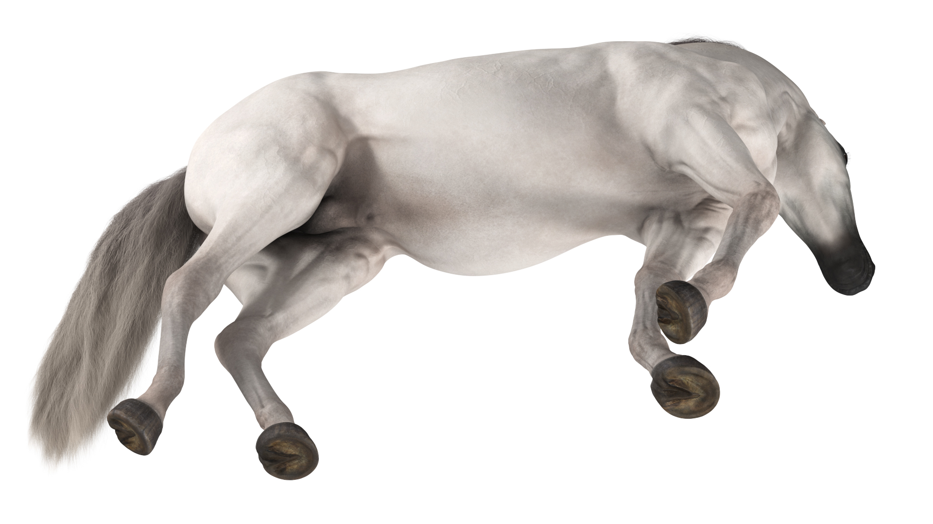 Arabian Horse White Stand Pose Fur 3D model