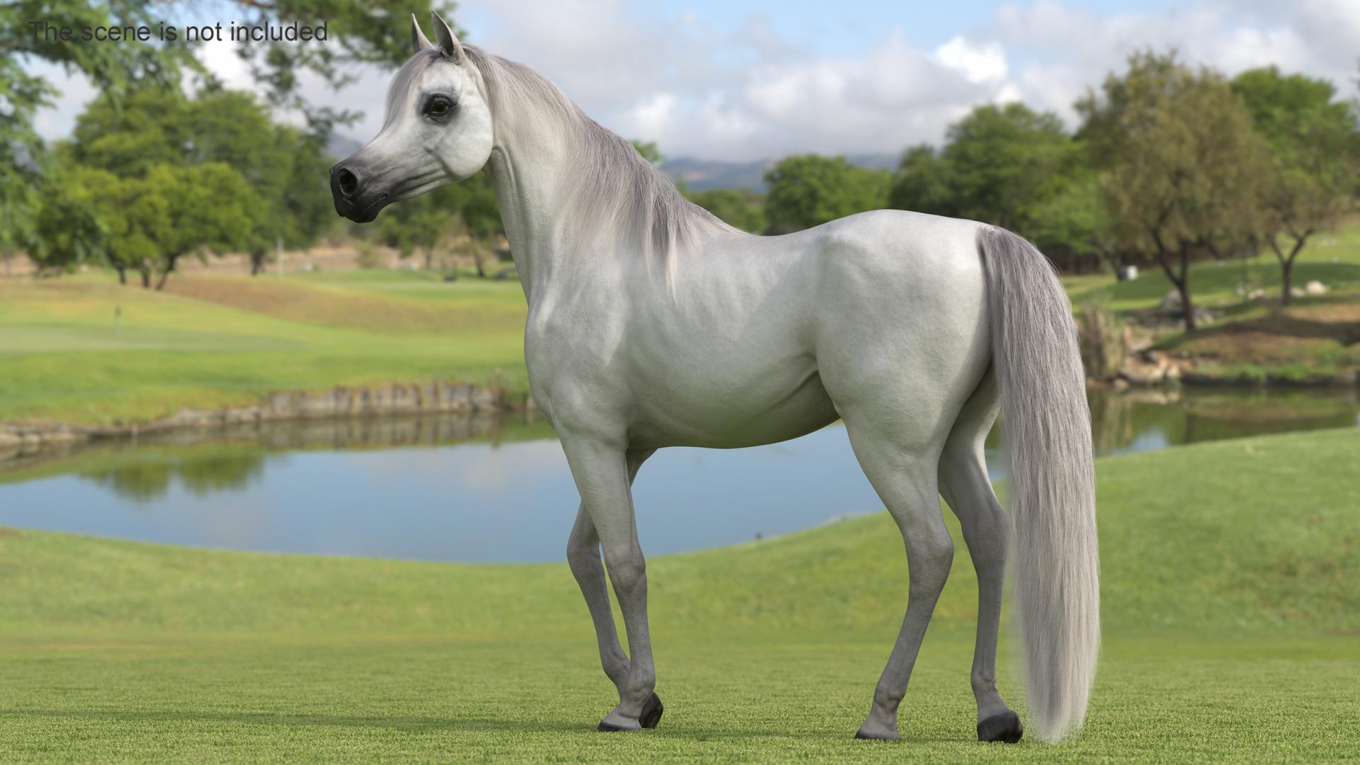 Arabian Horse White Stand Pose Fur 3D model