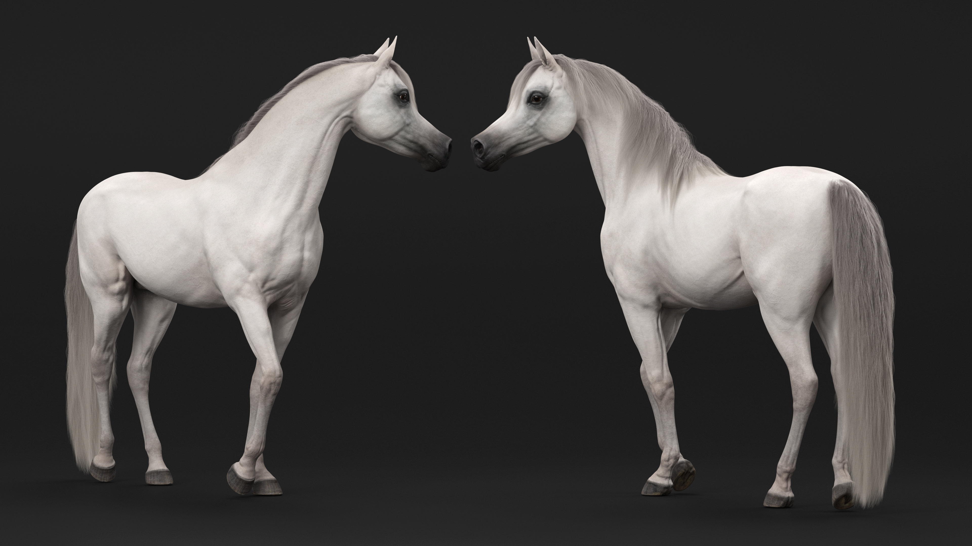 Arabian Horse White Stand Pose Fur 3D model