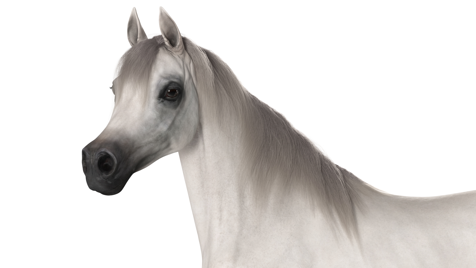 Arabian Horse White Stand Pose Fur 3D model