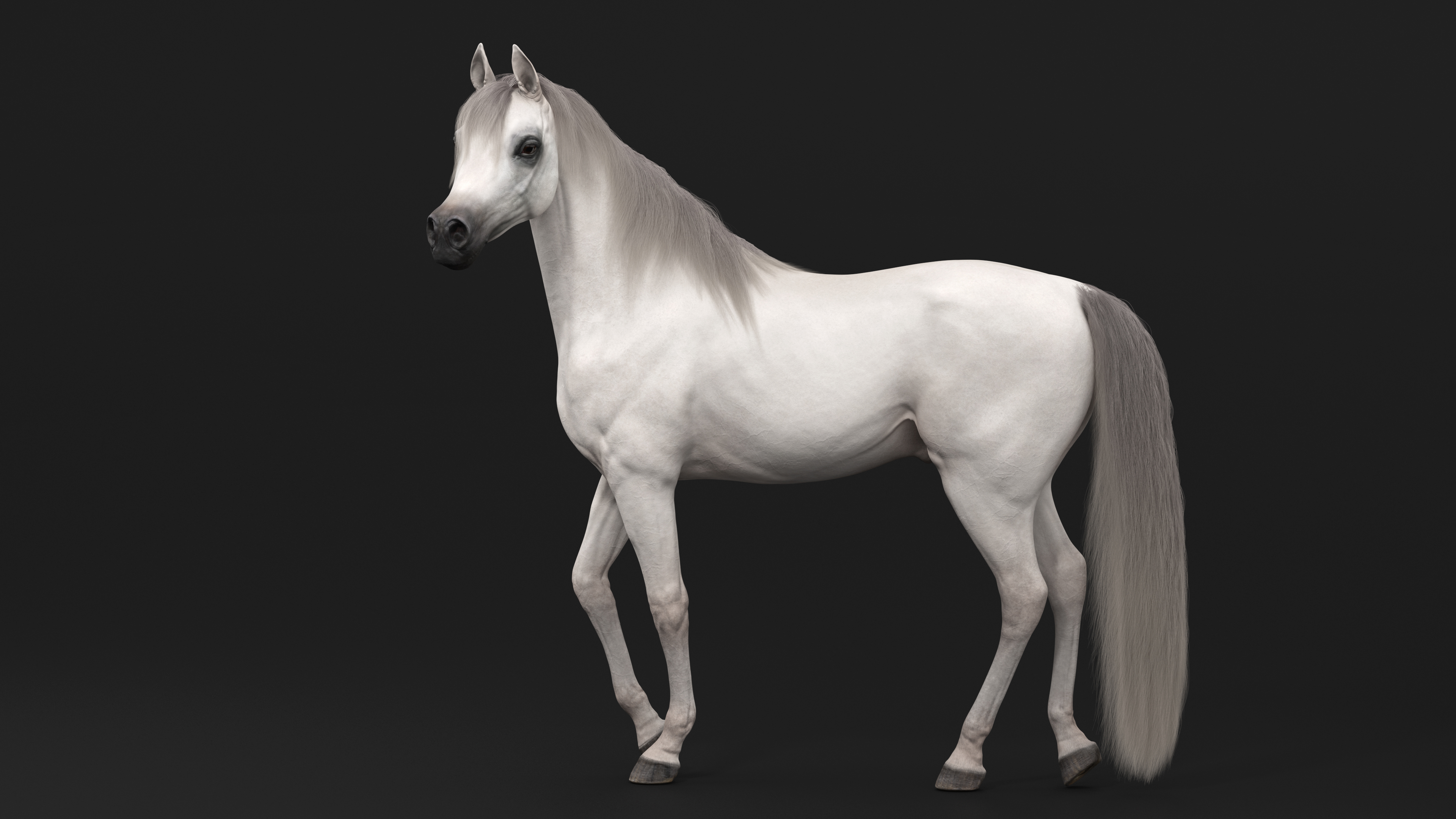 Arabian Horse White Stand Pose Fur 3D model