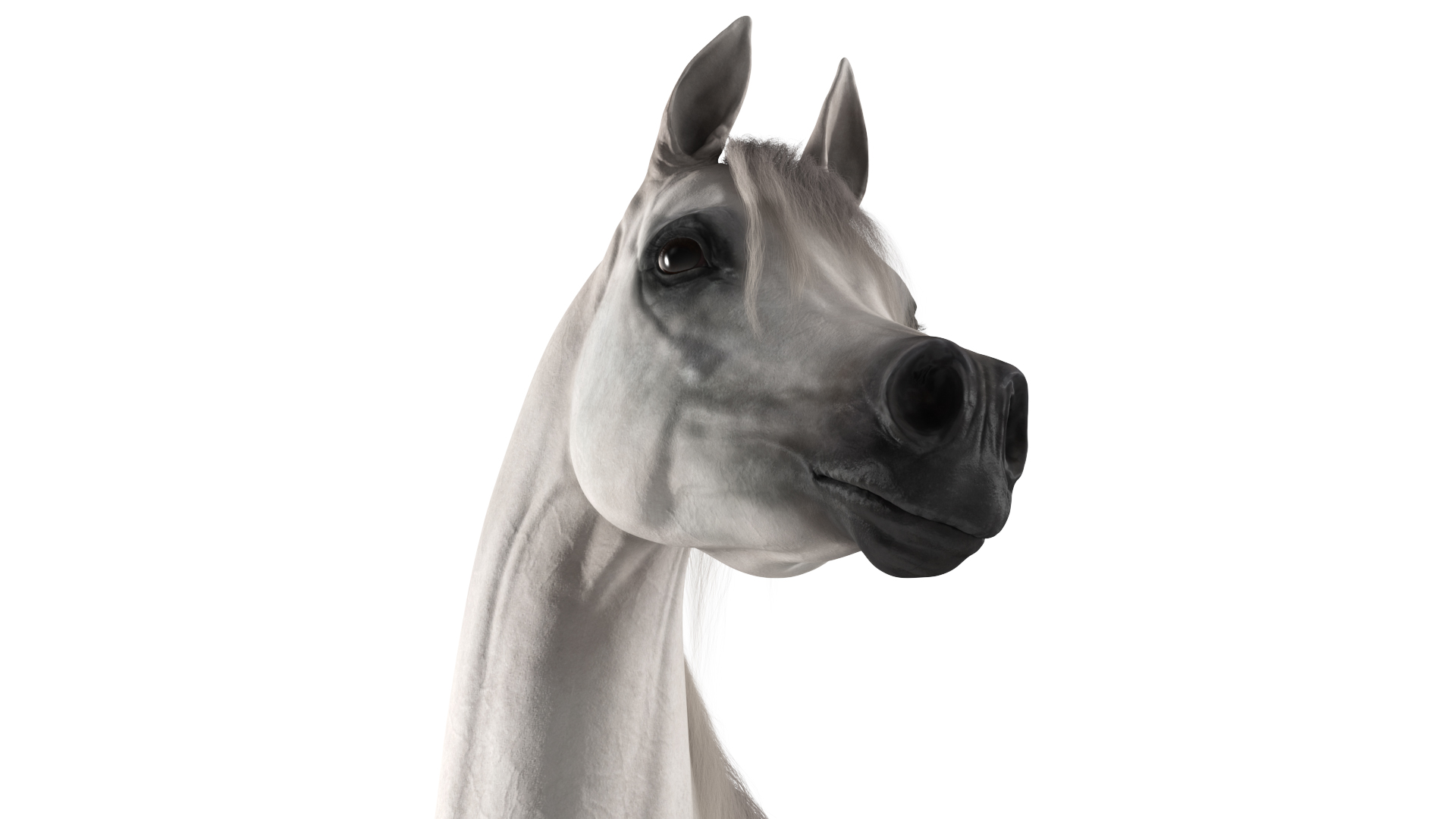 Arabian Horse White Stand Pose Fur 3D model