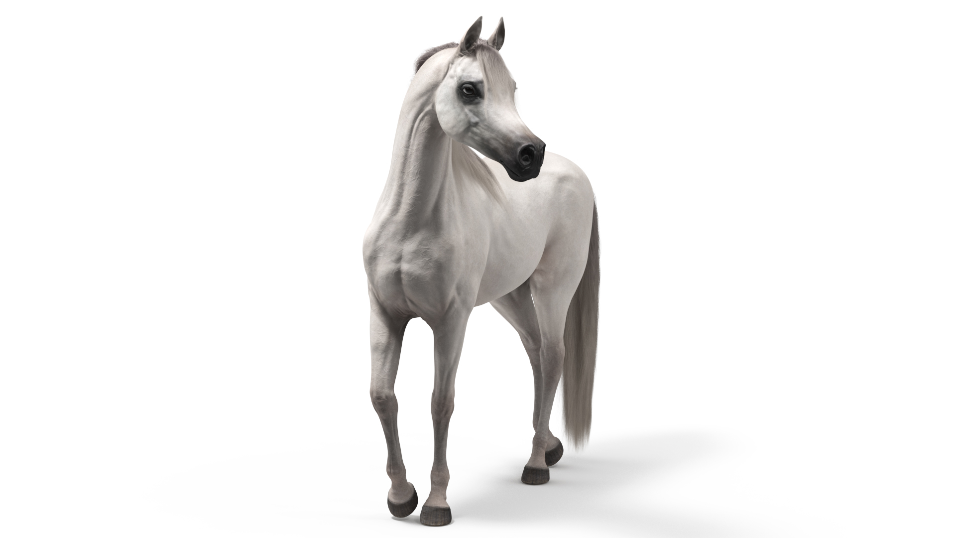 Arabian Horse White Stand Pose Fur 3D model