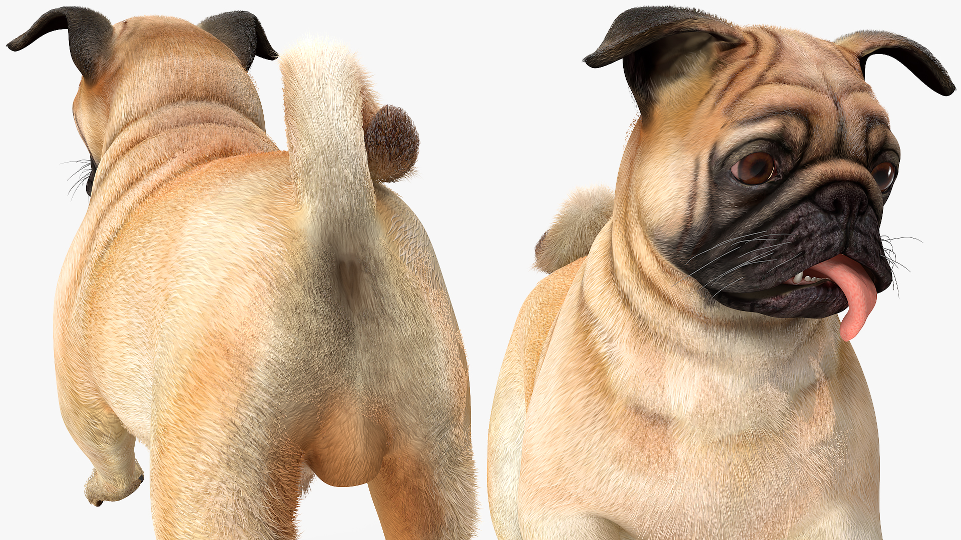 3D Pug Dog Fur Rigged model