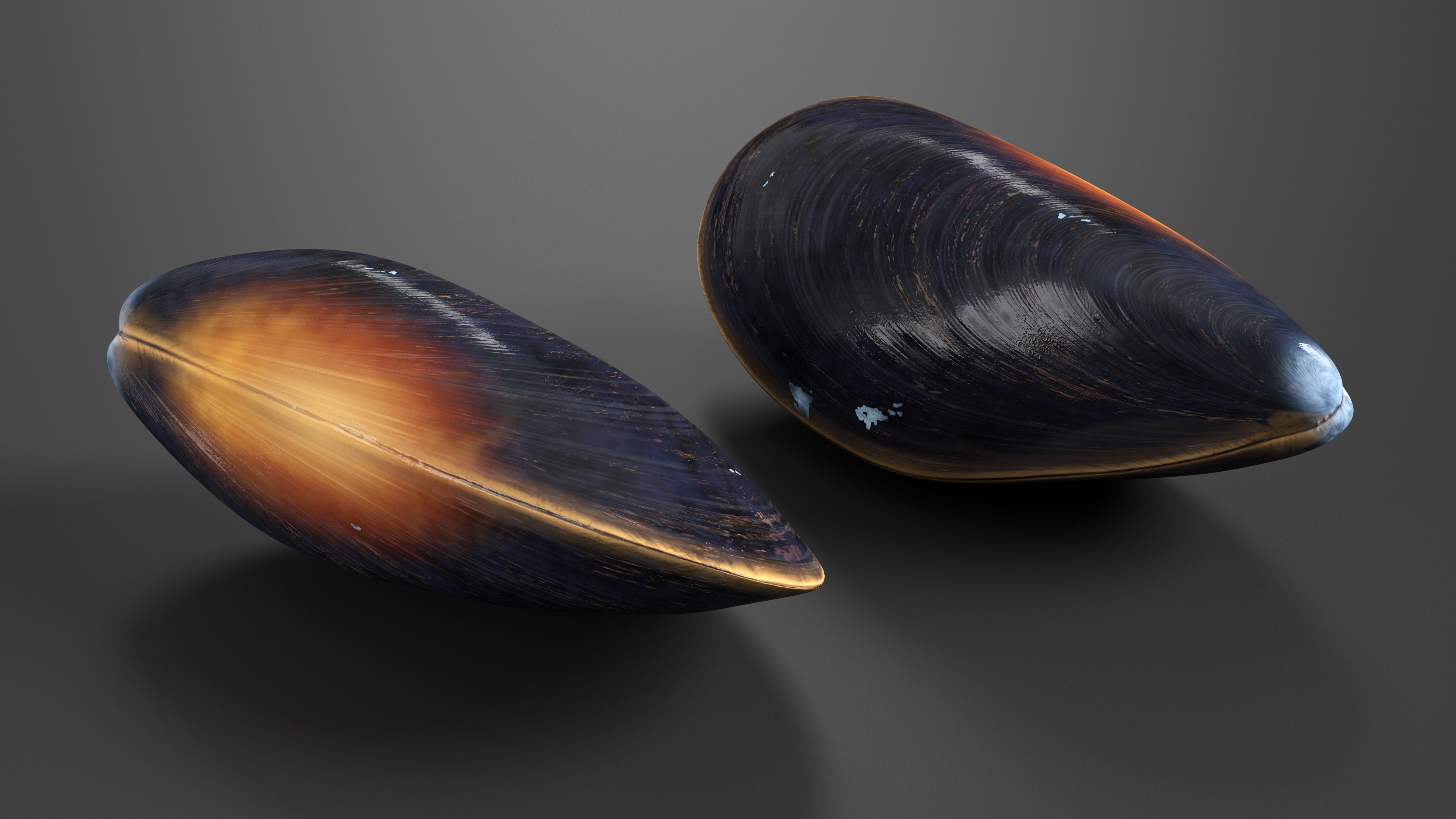 Realistic Marine Mussel Shell 3D model