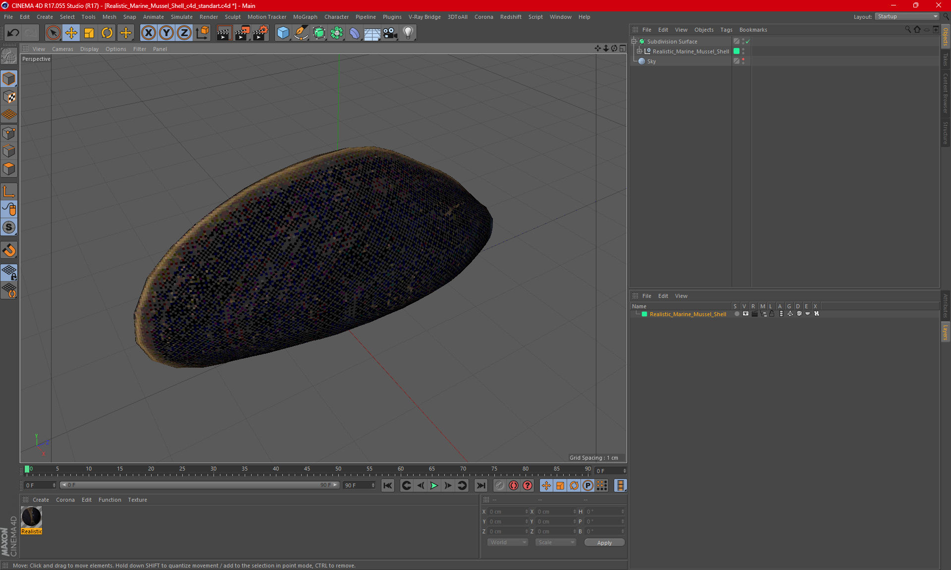 Realistic Marine Mussel Shell 3D model