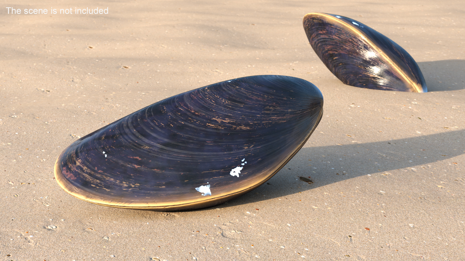 Realistic Marine Mussel Shell 3D model