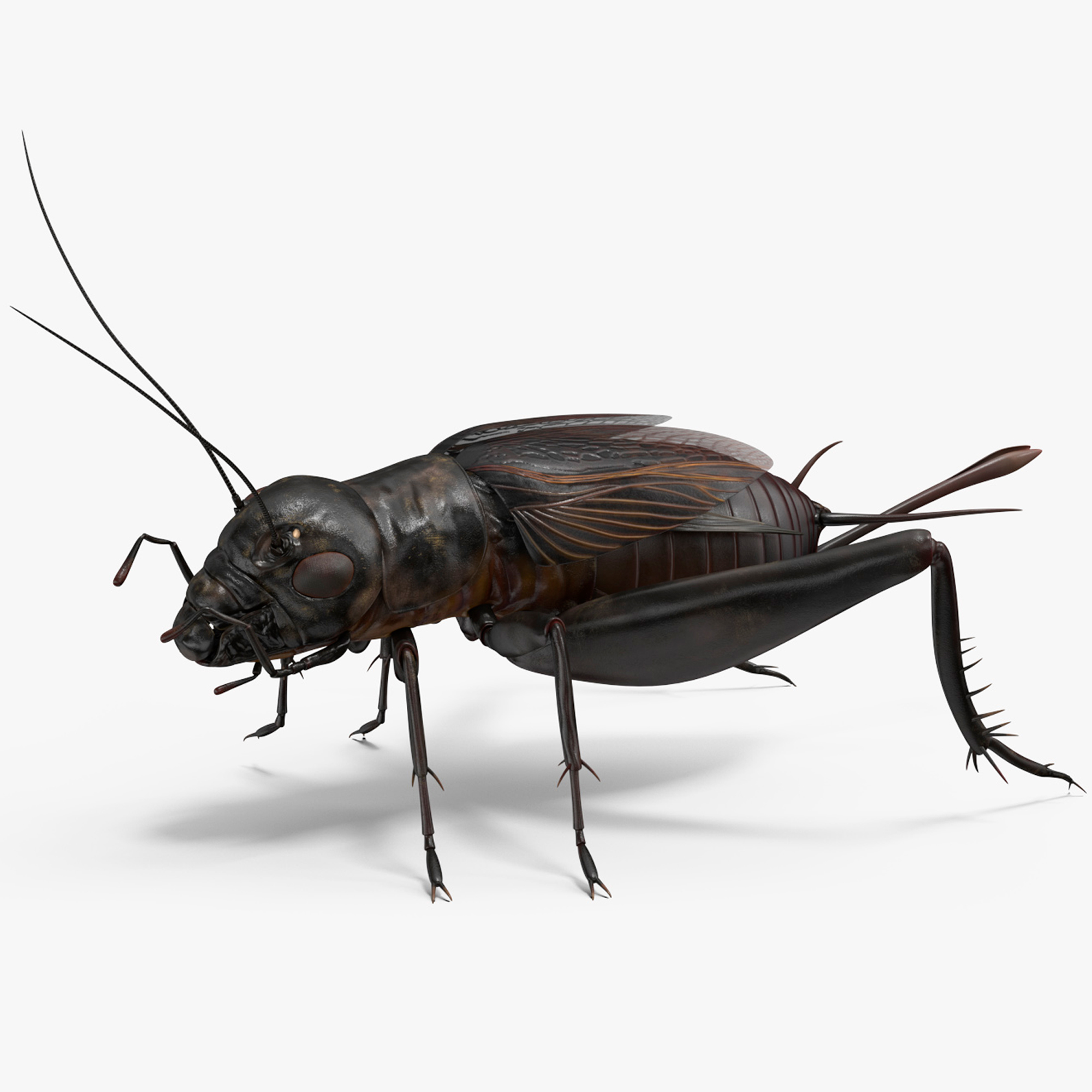 Field Cricket Rigged for Cinema 4D 3D model