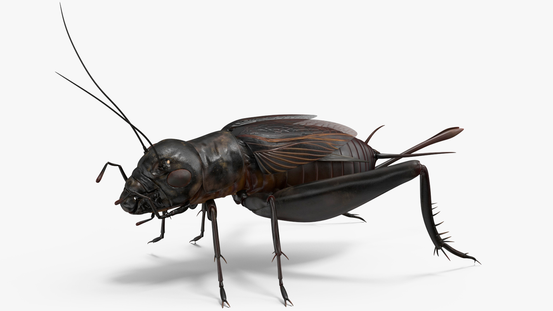 Field Cricket Rigged for Cinema 4D 3D model