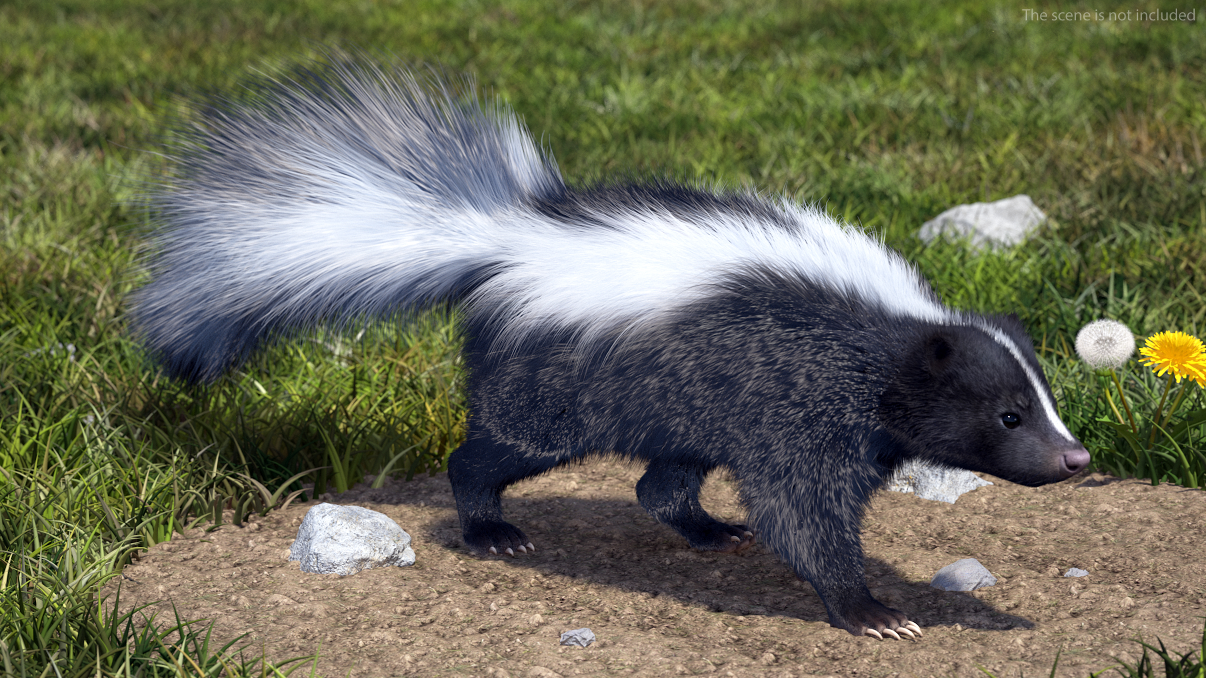 Walk Skunk Fur 3D model