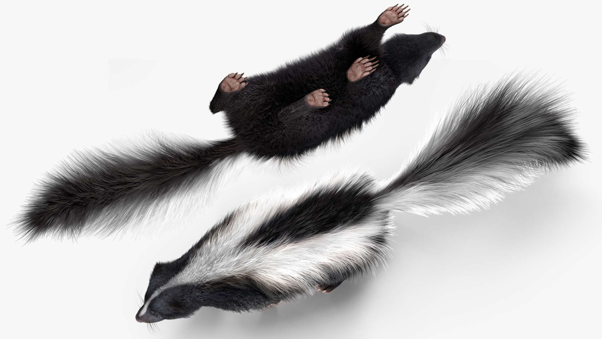 Walk Skunk Fur 3D model