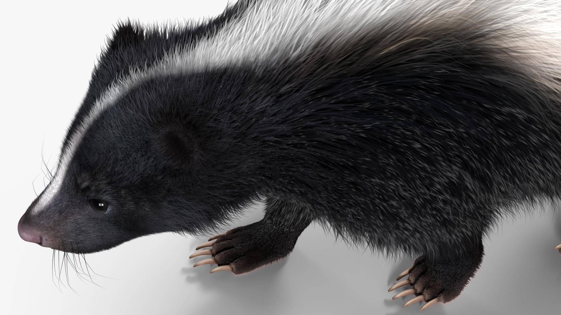 Walk Skunk Fur 3D model