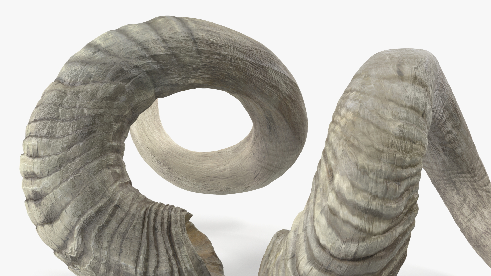 3D Old Ram Horns model