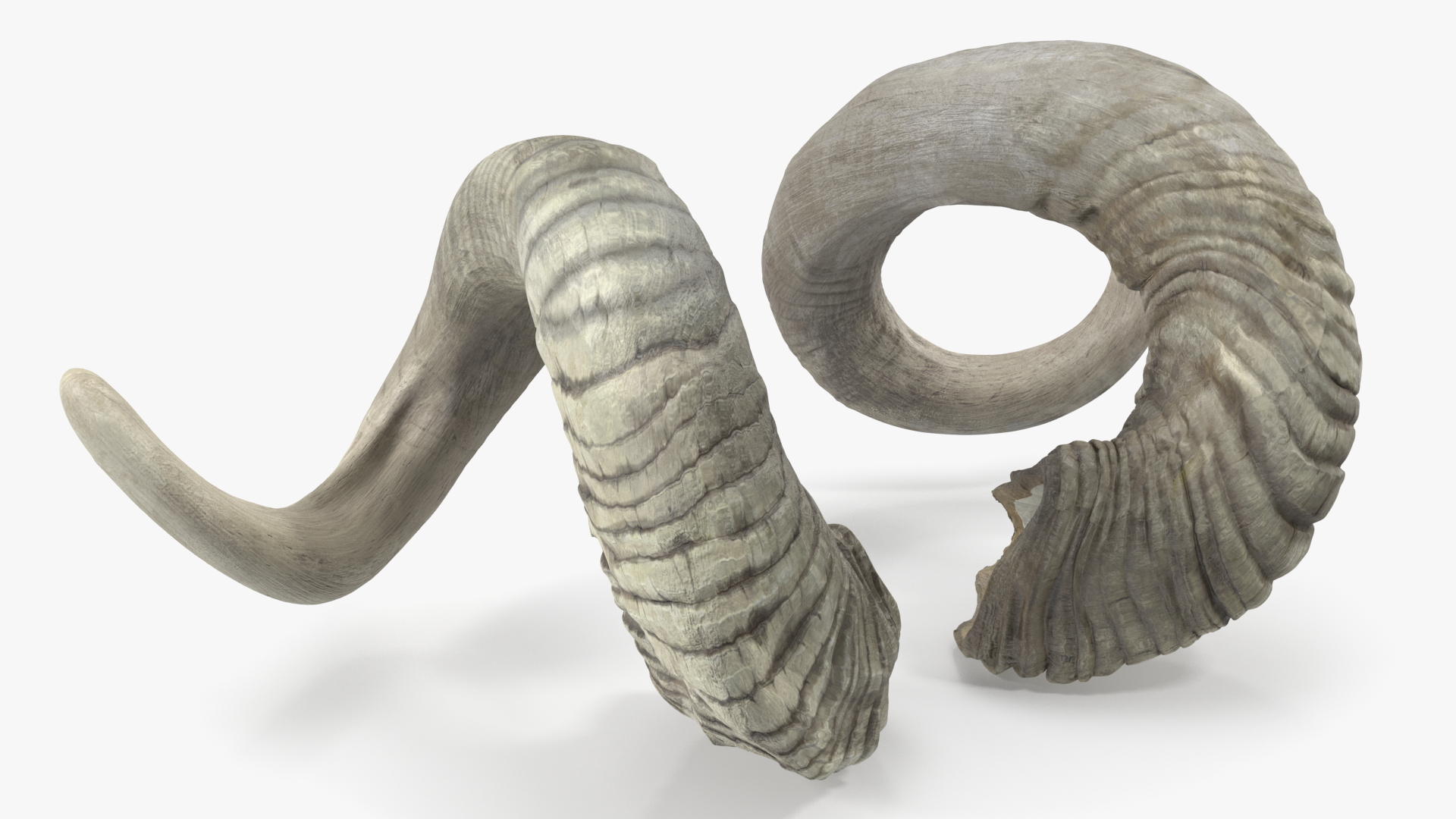 3D Old Ram Horns model