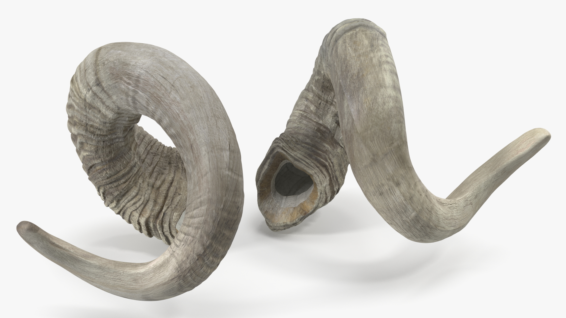 3D Old Ram Horns model