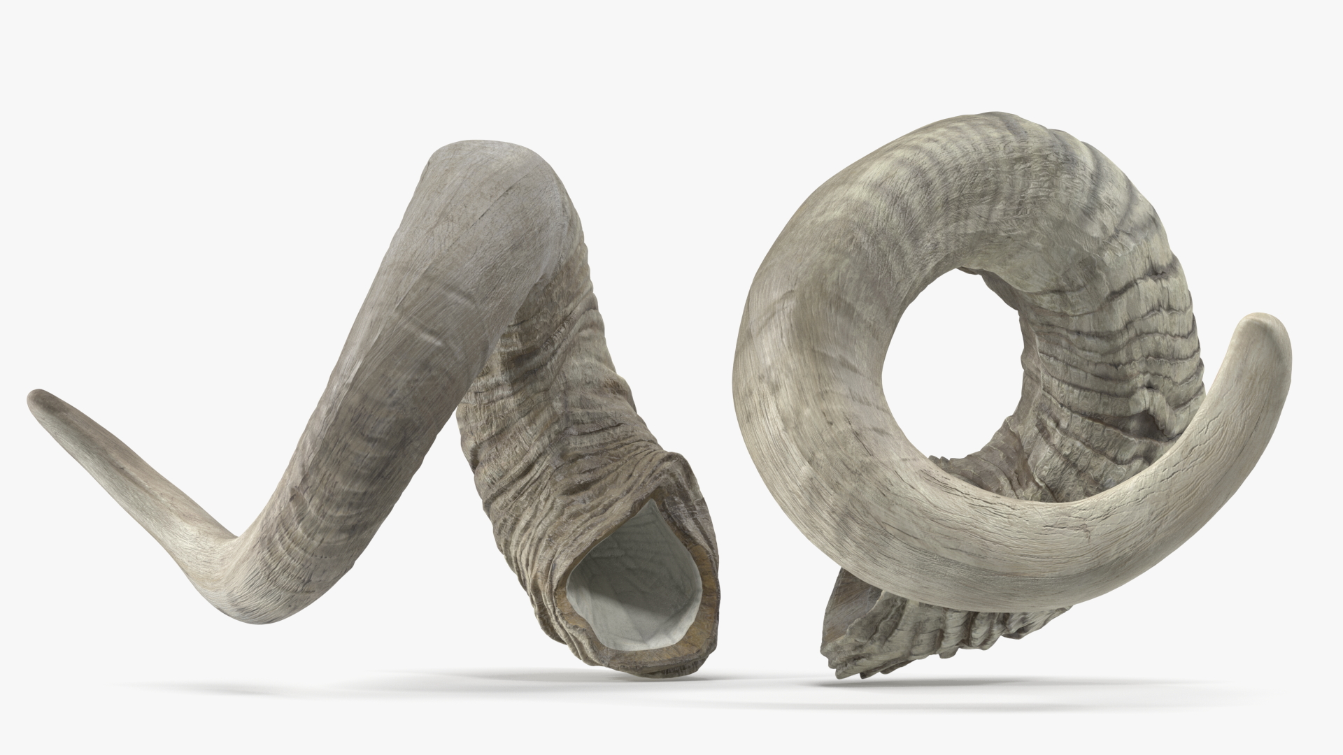 3D Old Ram Horns model