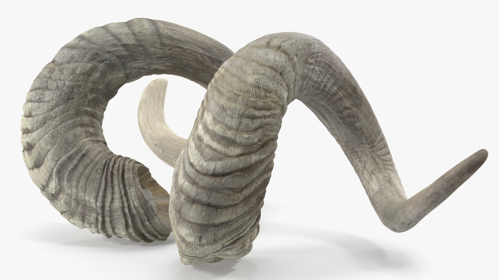 3D Old Ram Horns model