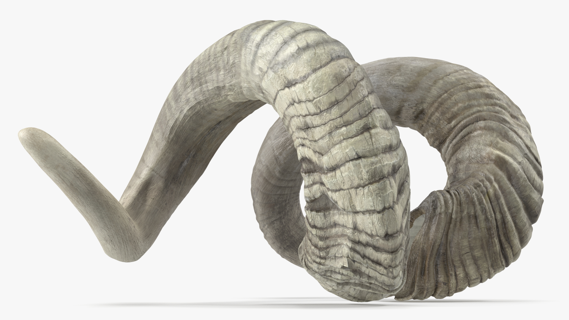 3D Old Ram Horns model