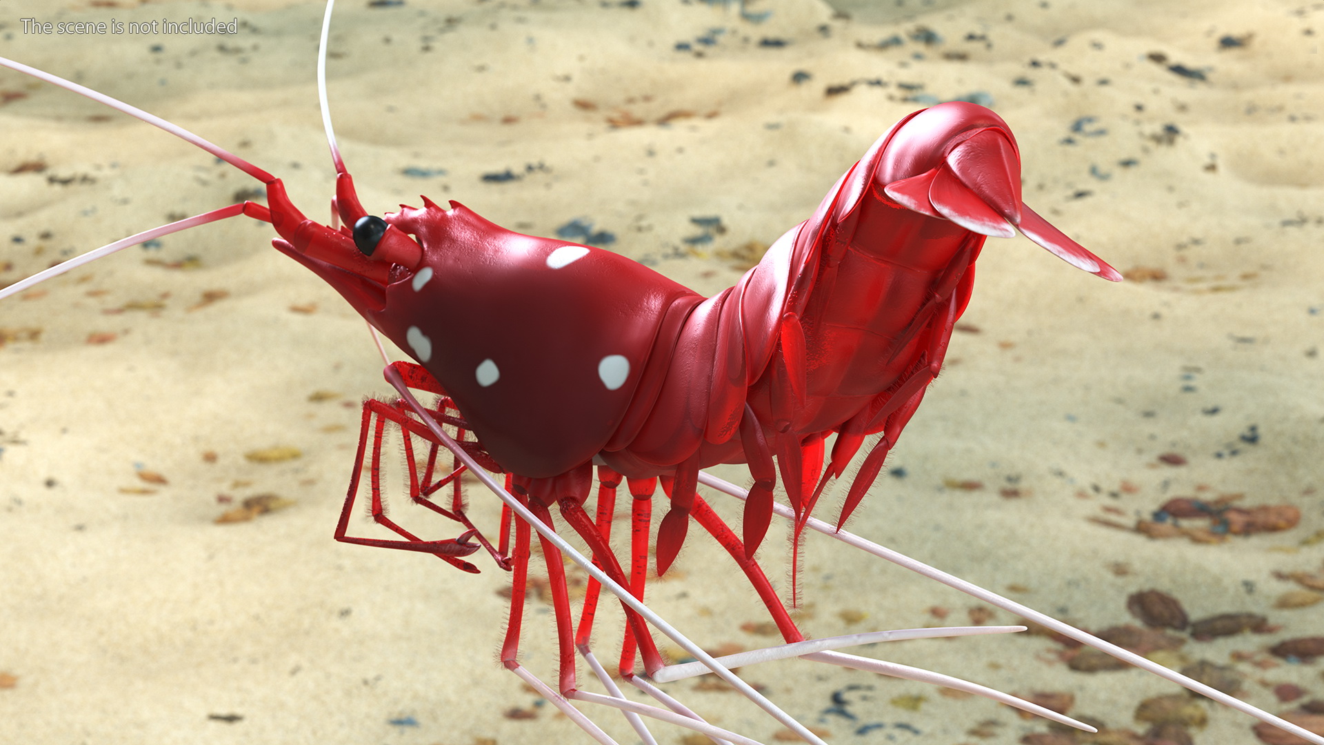 3D model Fire Shrimp Fur