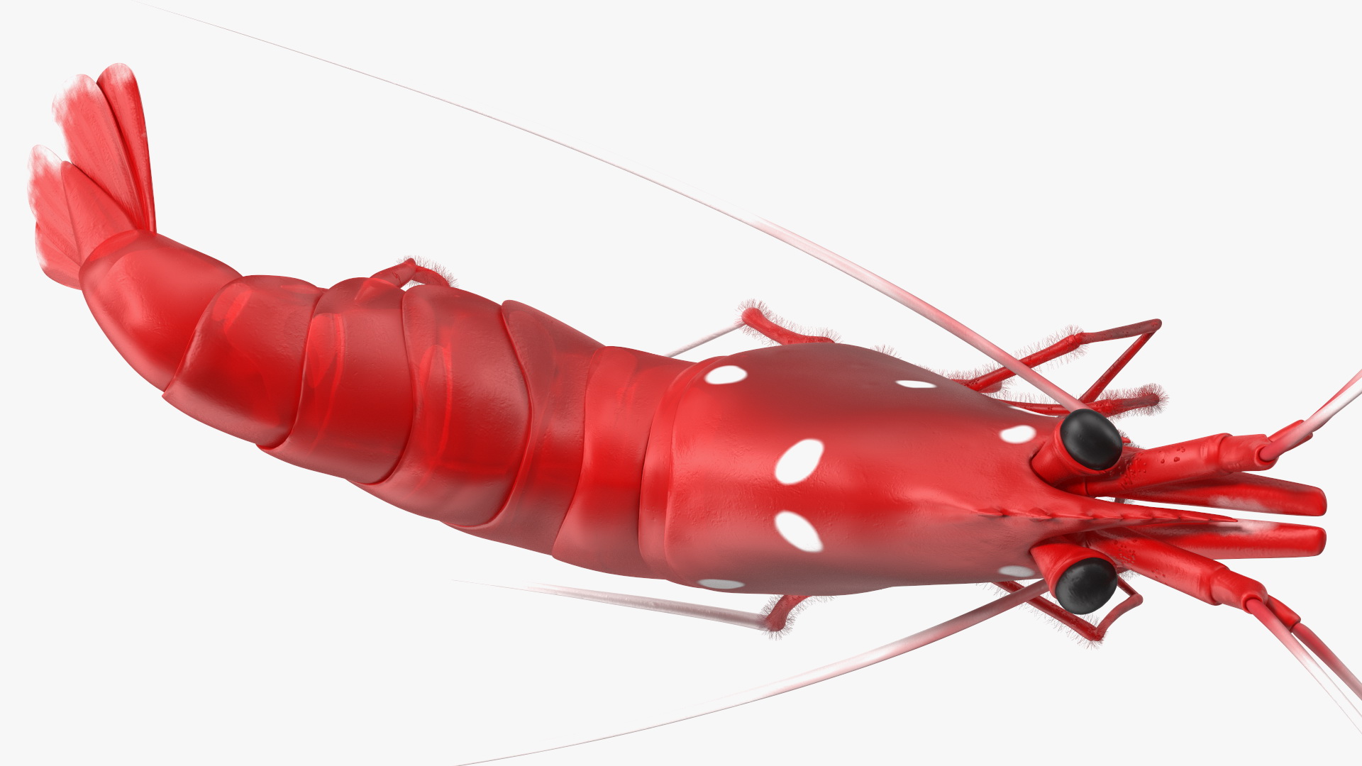 3D model Fire Shrimp Fur