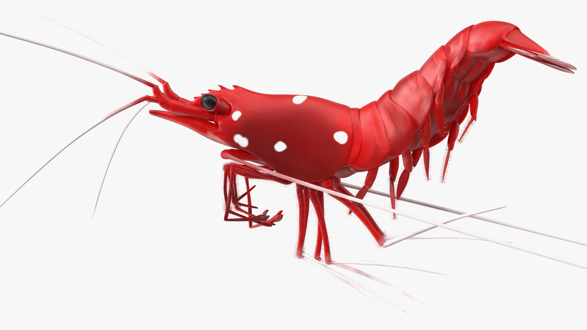 3D model Fire Shrimp Fur