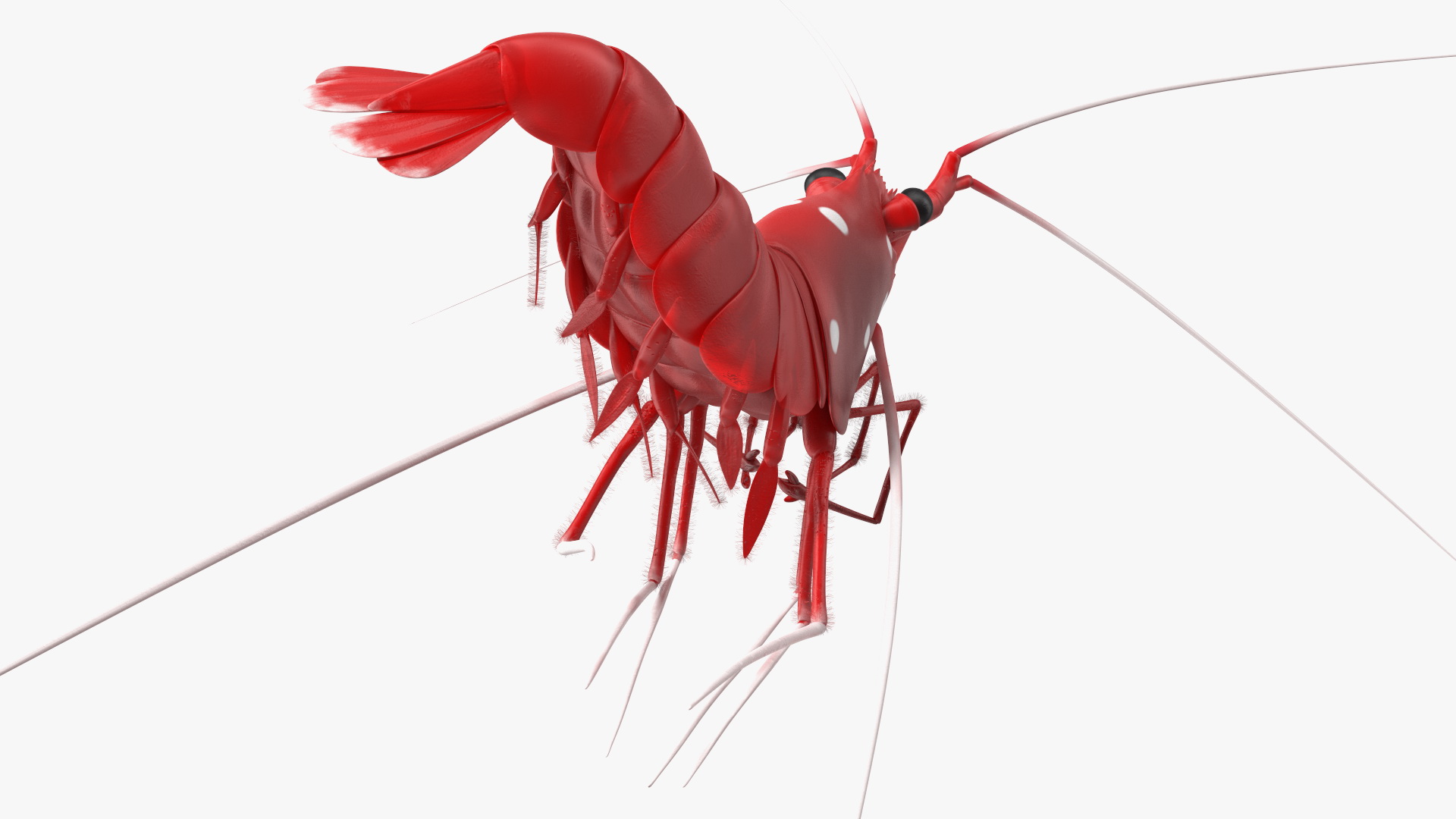 3D model Fire Shrimp Fur