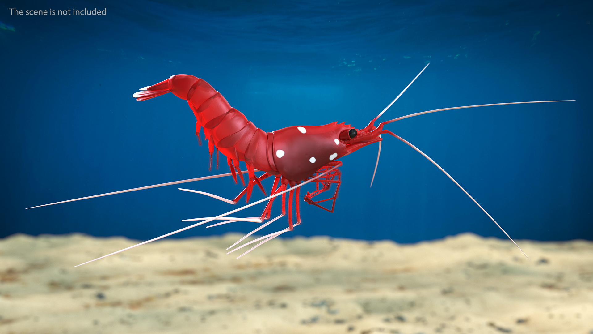 3D model Fire Shrimp Fur