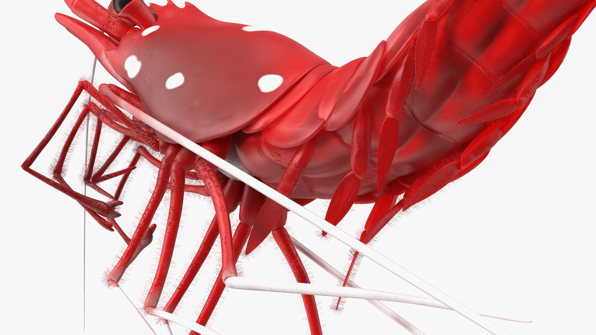 3D model Fire Shrimp Fur